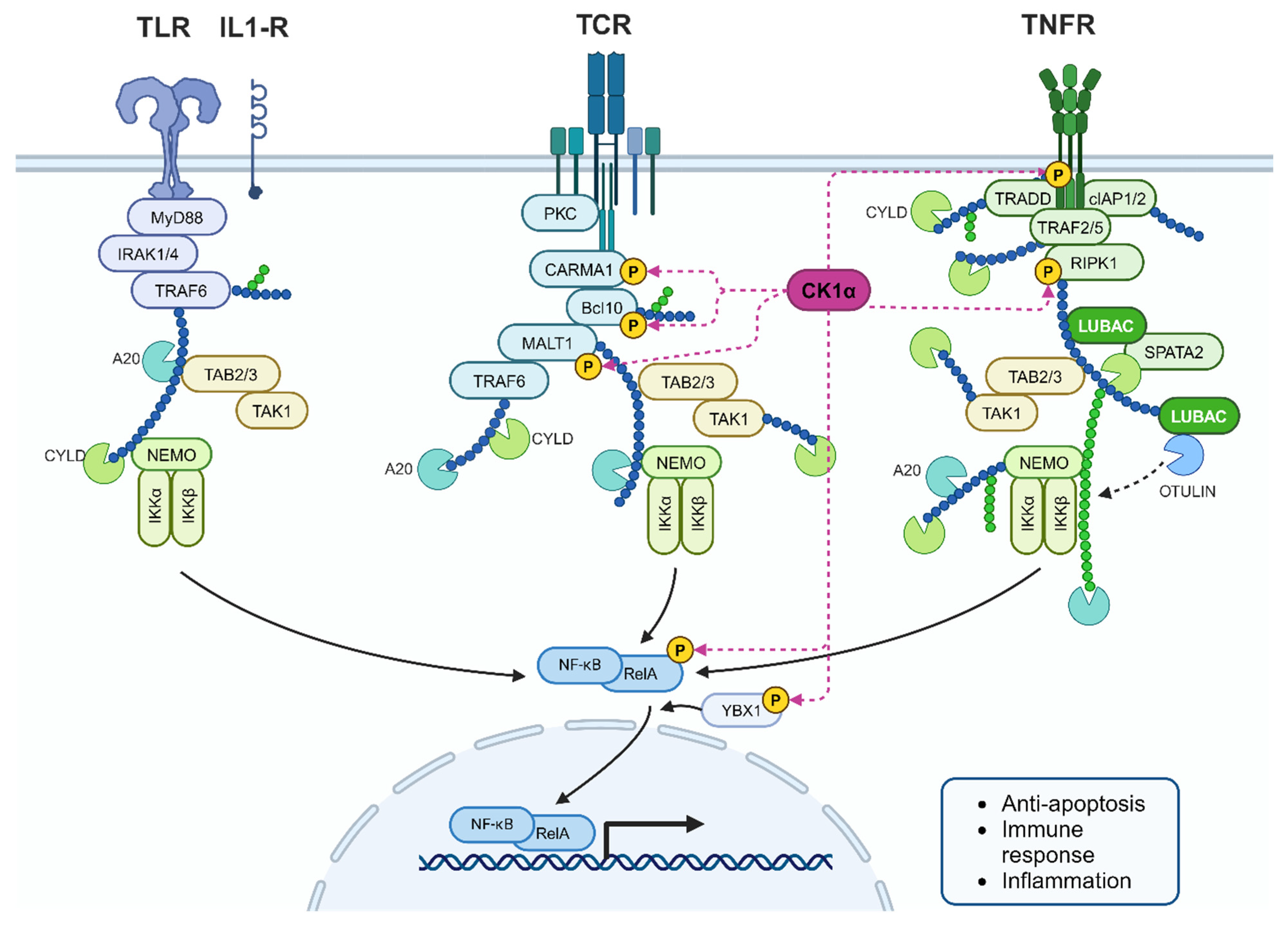 Cancers 16 02436 g013