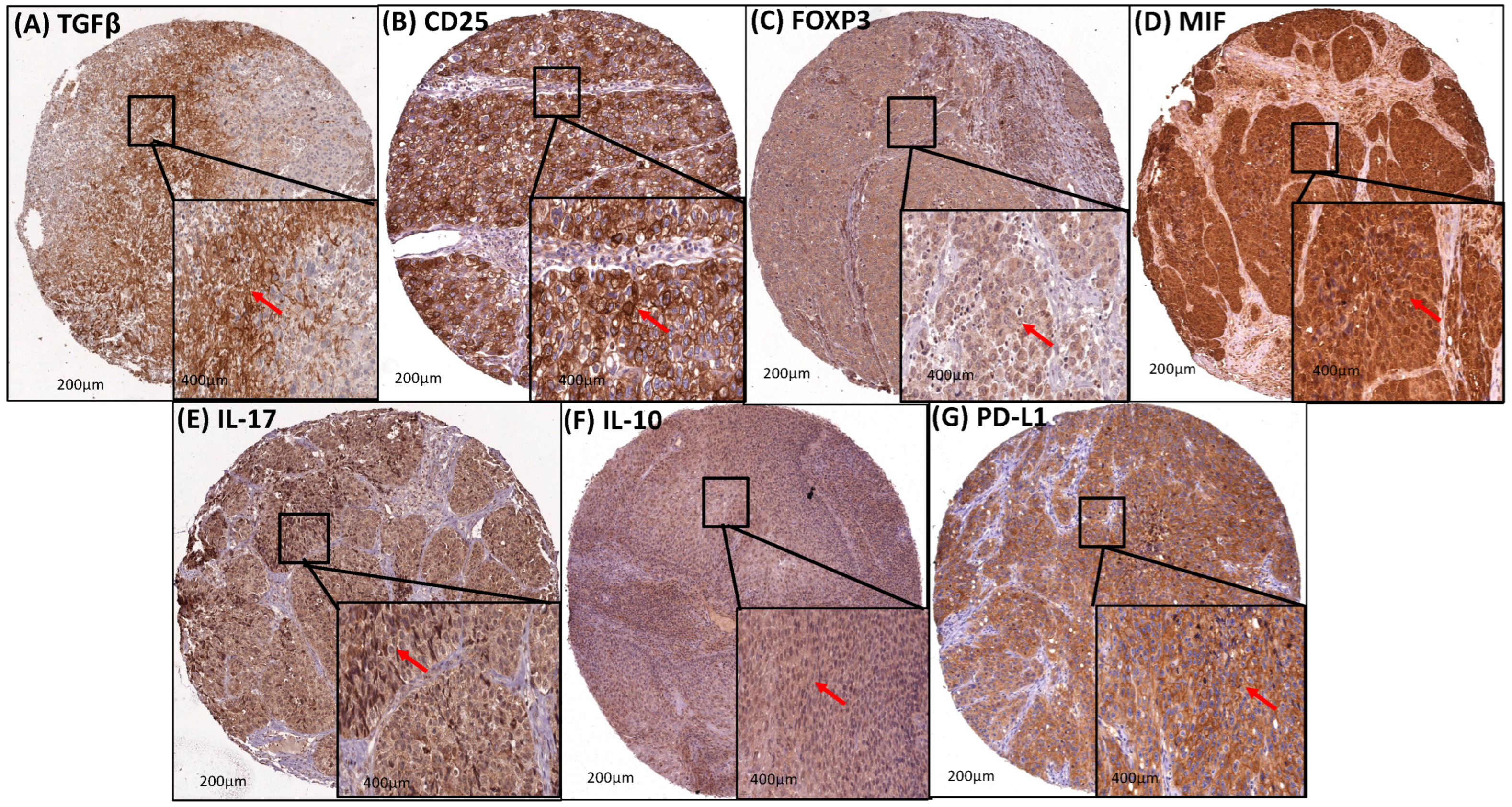 Cancers 16 02496 g004