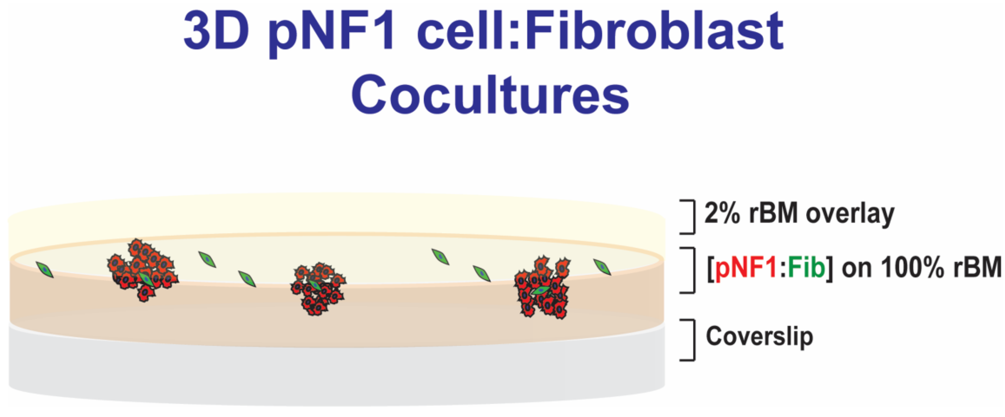 Cancers 16 02498 g001