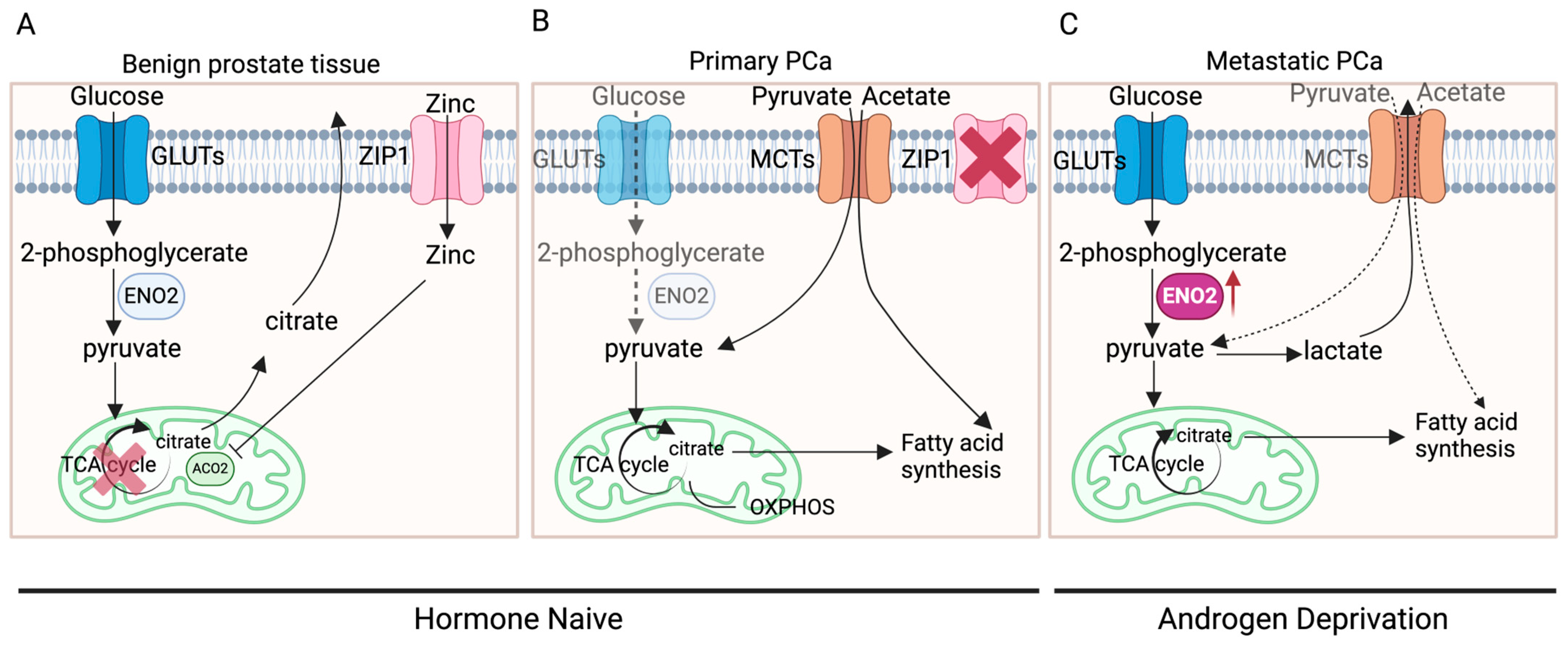 Cancers 16 02503 g003