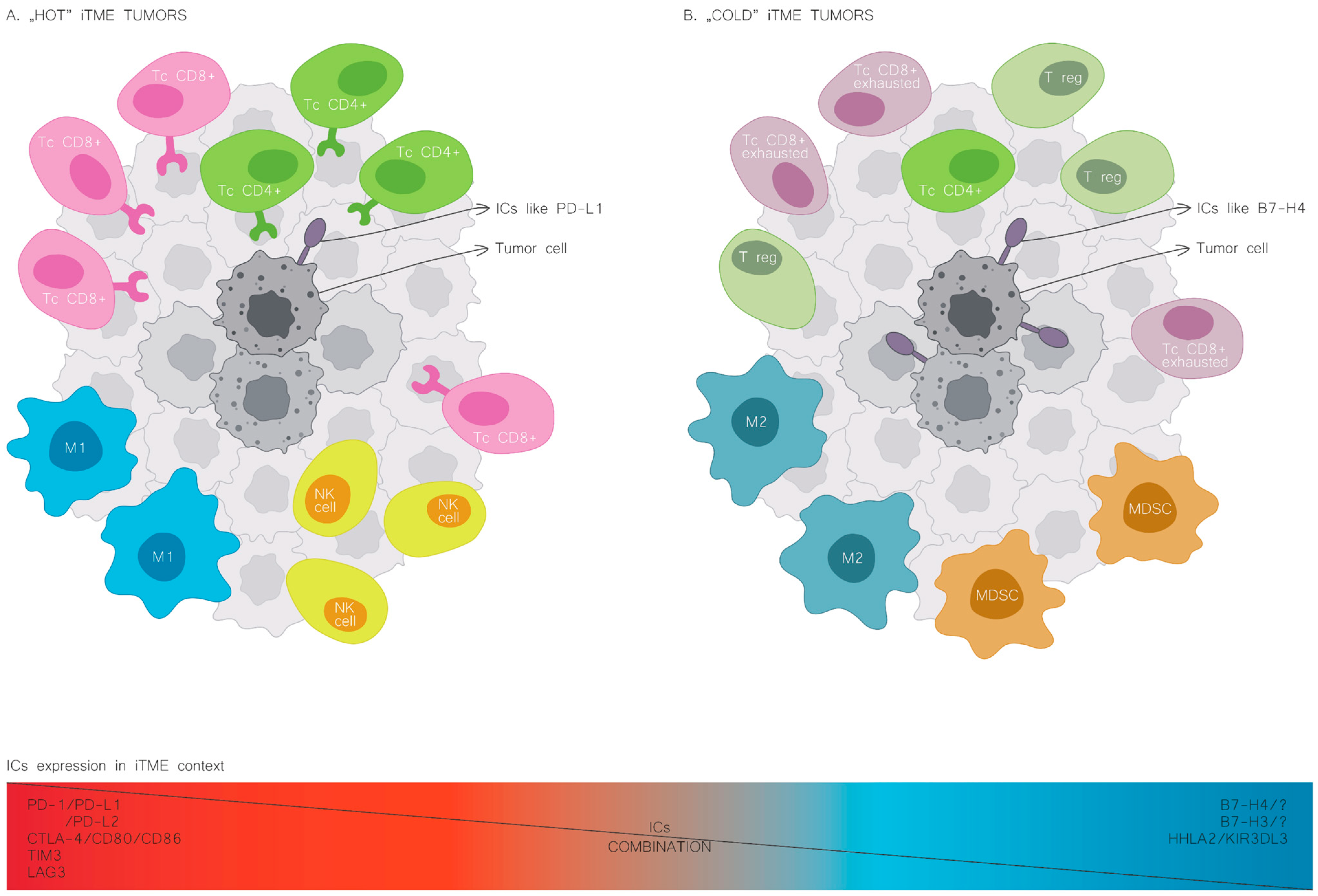 Cancers 16 02519 g002