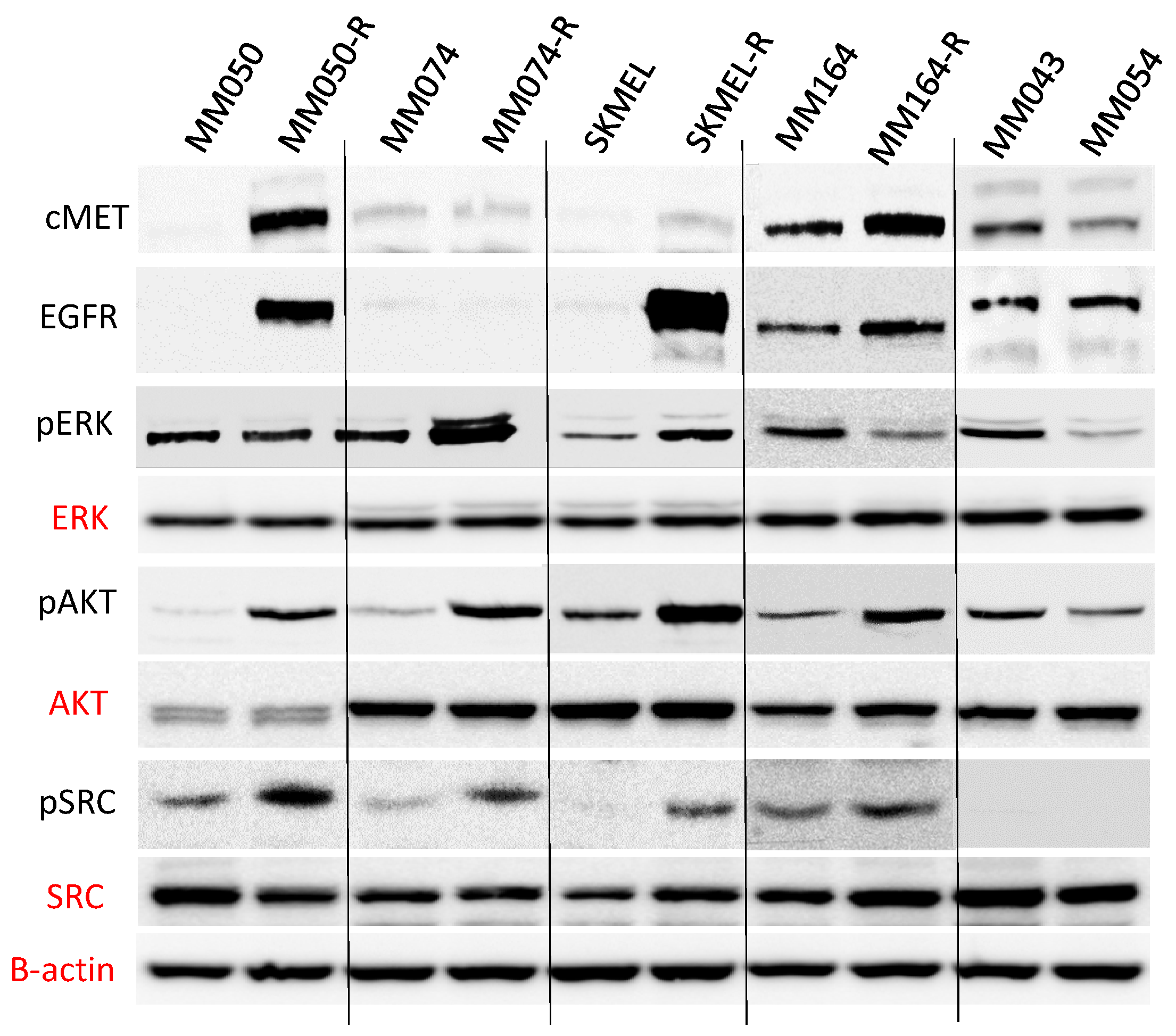 Cancers 16 02587 g003