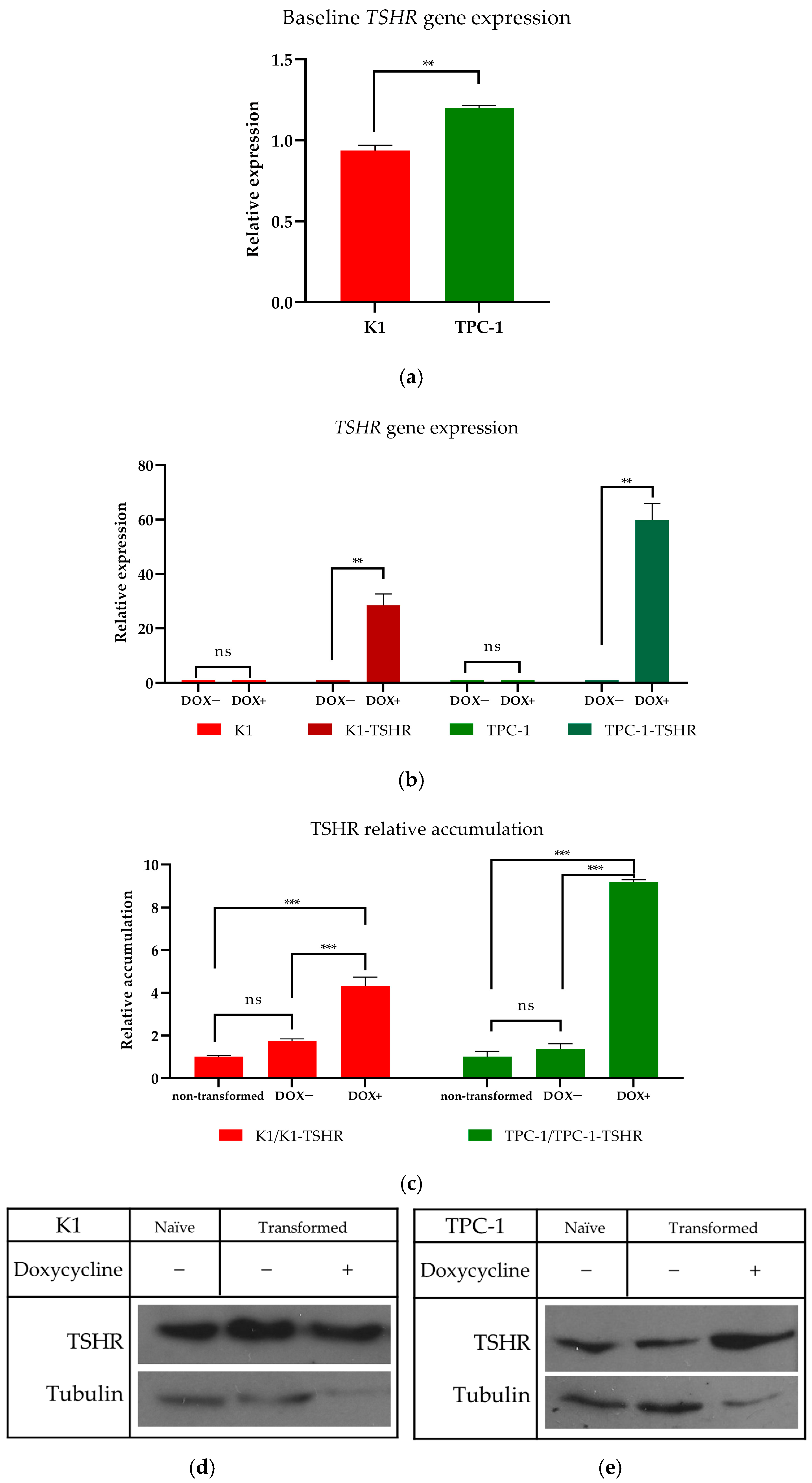 Cancers 16 02604 g004