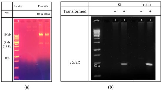 Cancers 16 02604 g0a2