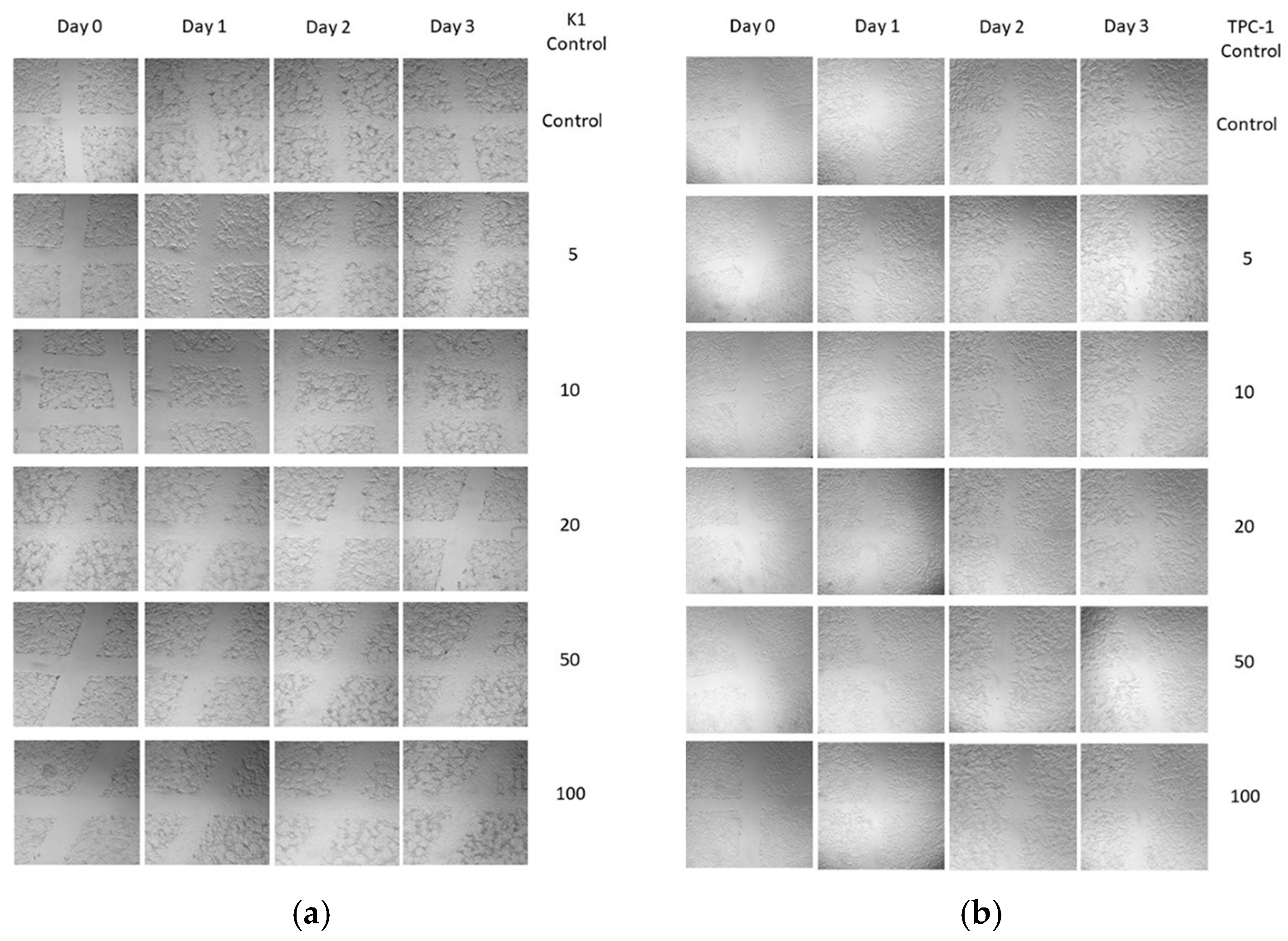 Cancers 16 02604 g0a3