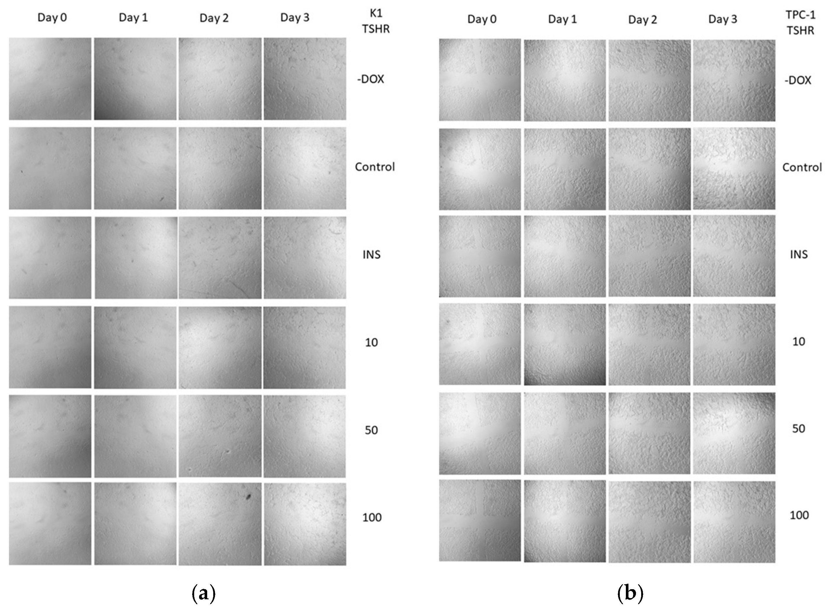 Cancers 16 02604 g0a4