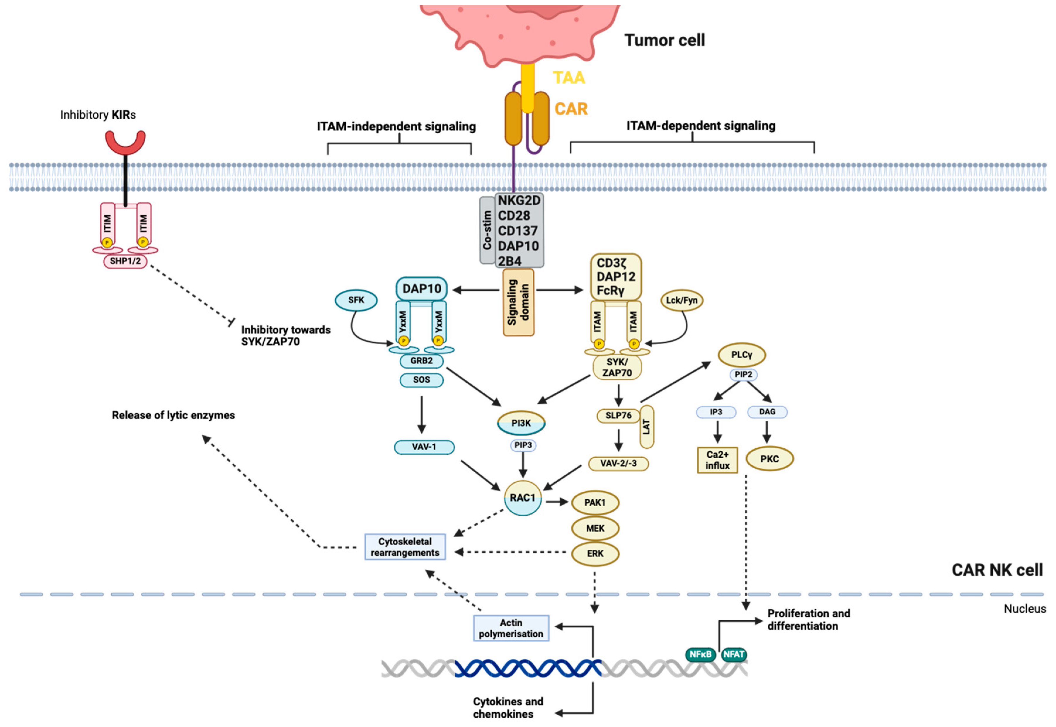 Cancers 16 02608 g001 Cancers 16 02608 g001