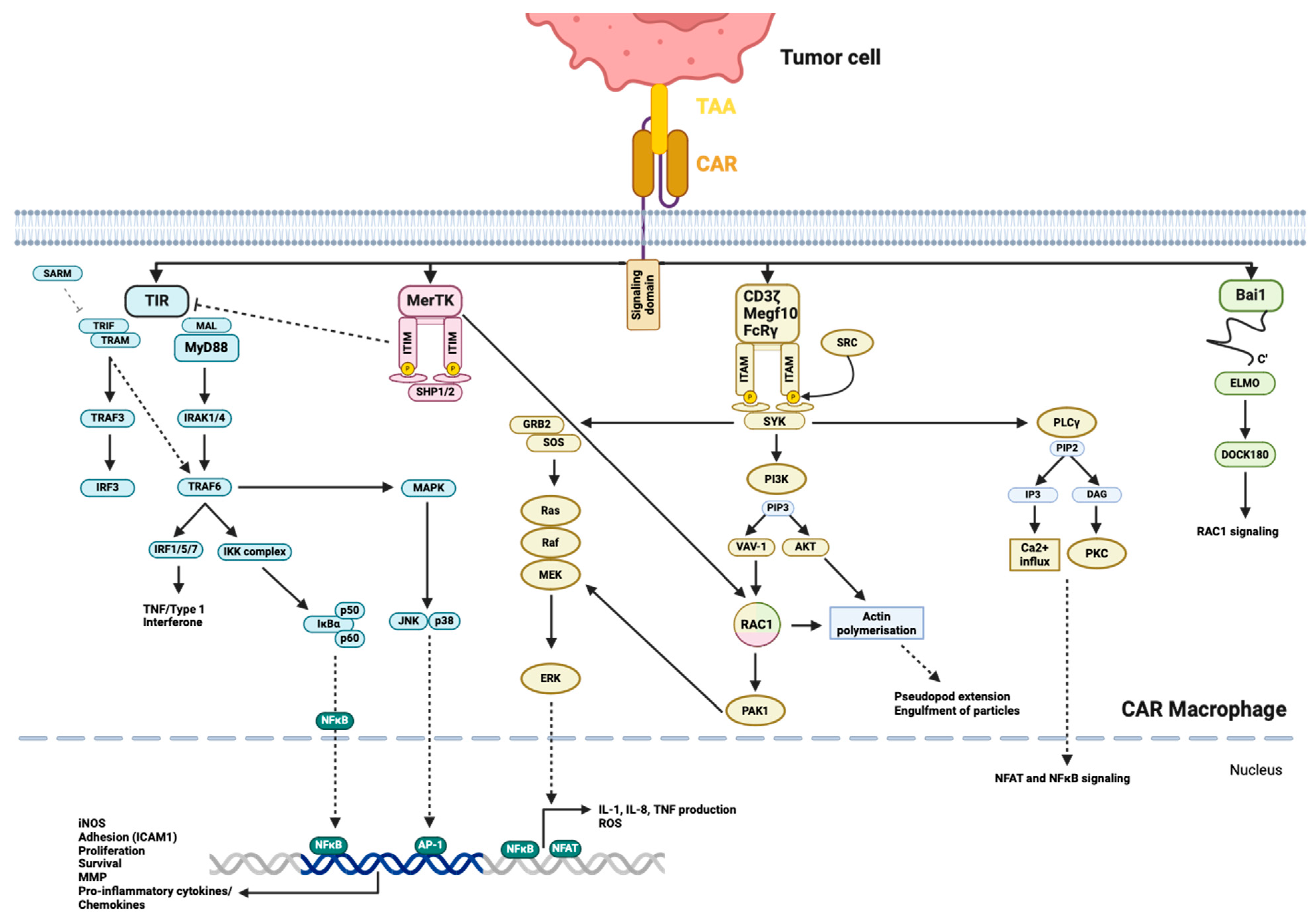 Cancers 16 02608 g004 Cancers 16 02608 g004