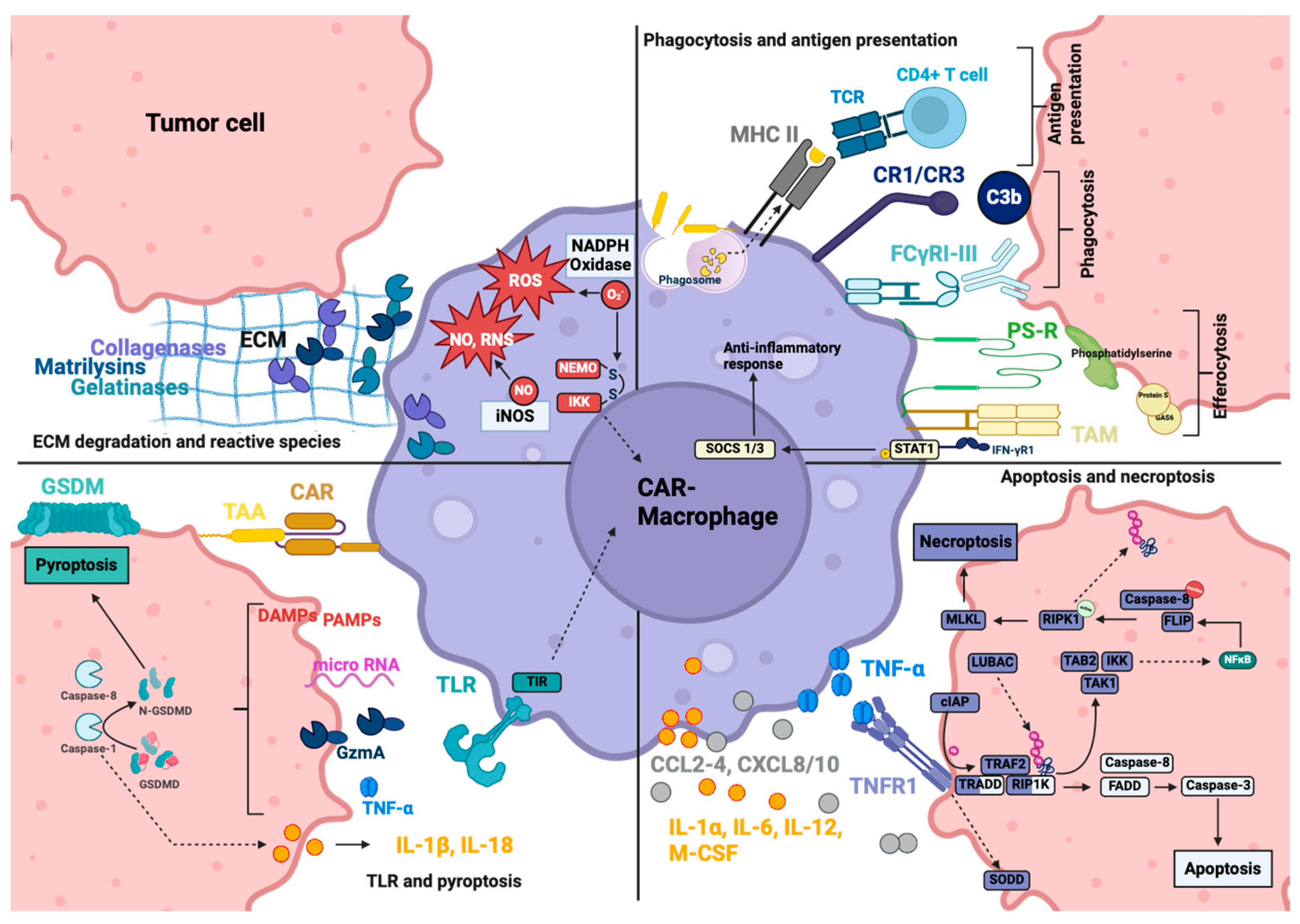 Cancers 16 02608 g005 Cancers 16 02608 g005