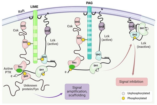 Cancers 16 02630 g004