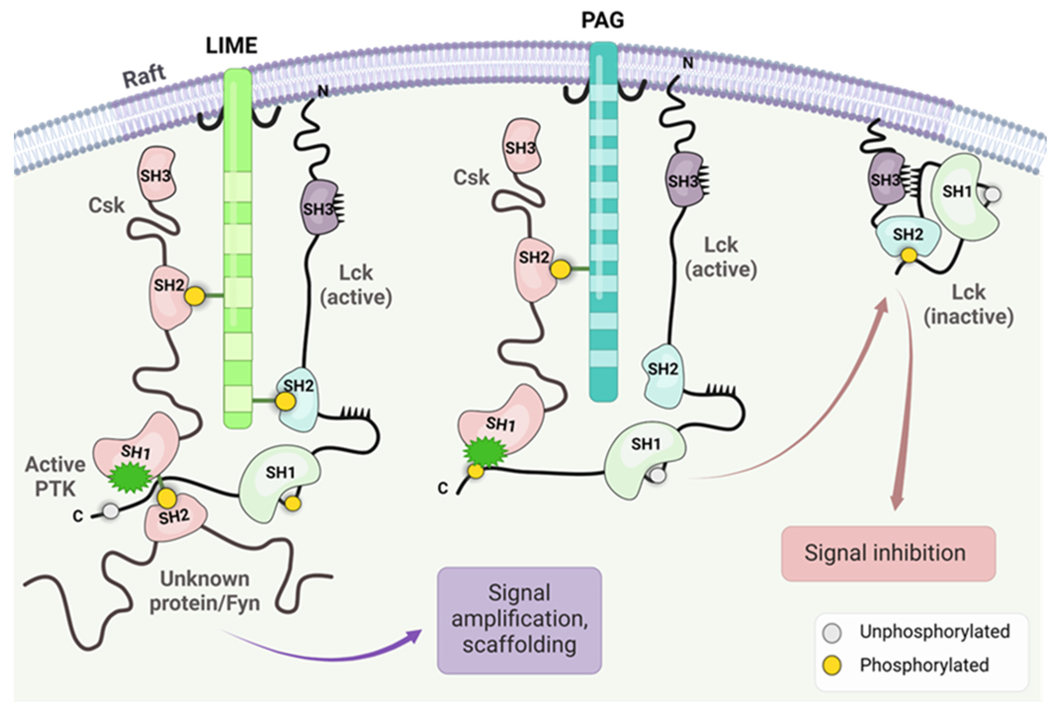 Cancers 16 02630 g004