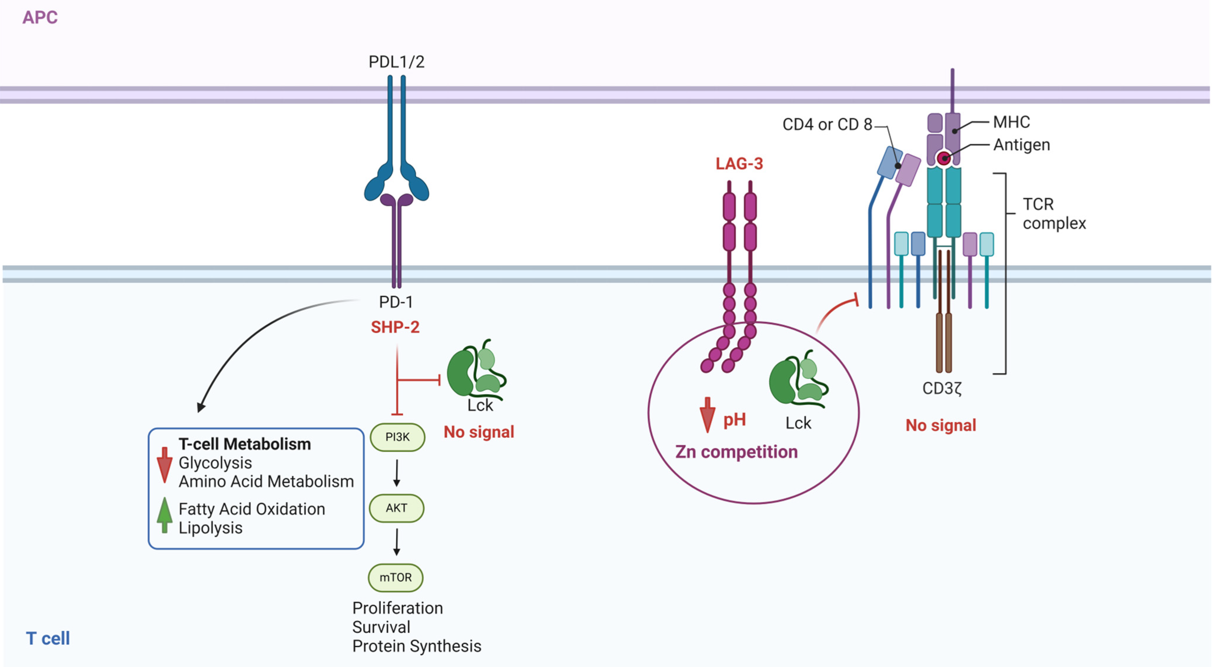 Cancers 16 02630 g007