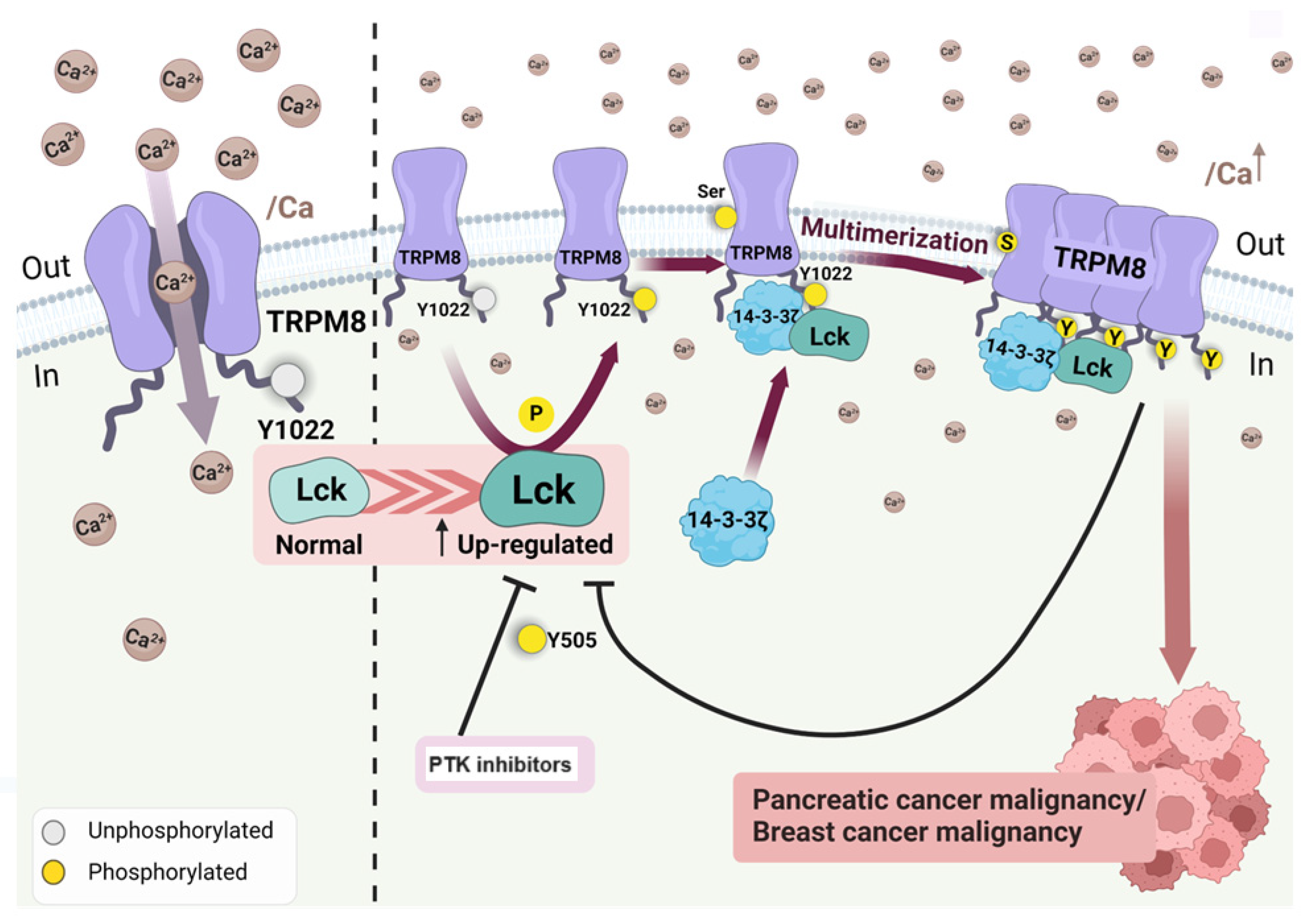 Cancers 16 02630 g008