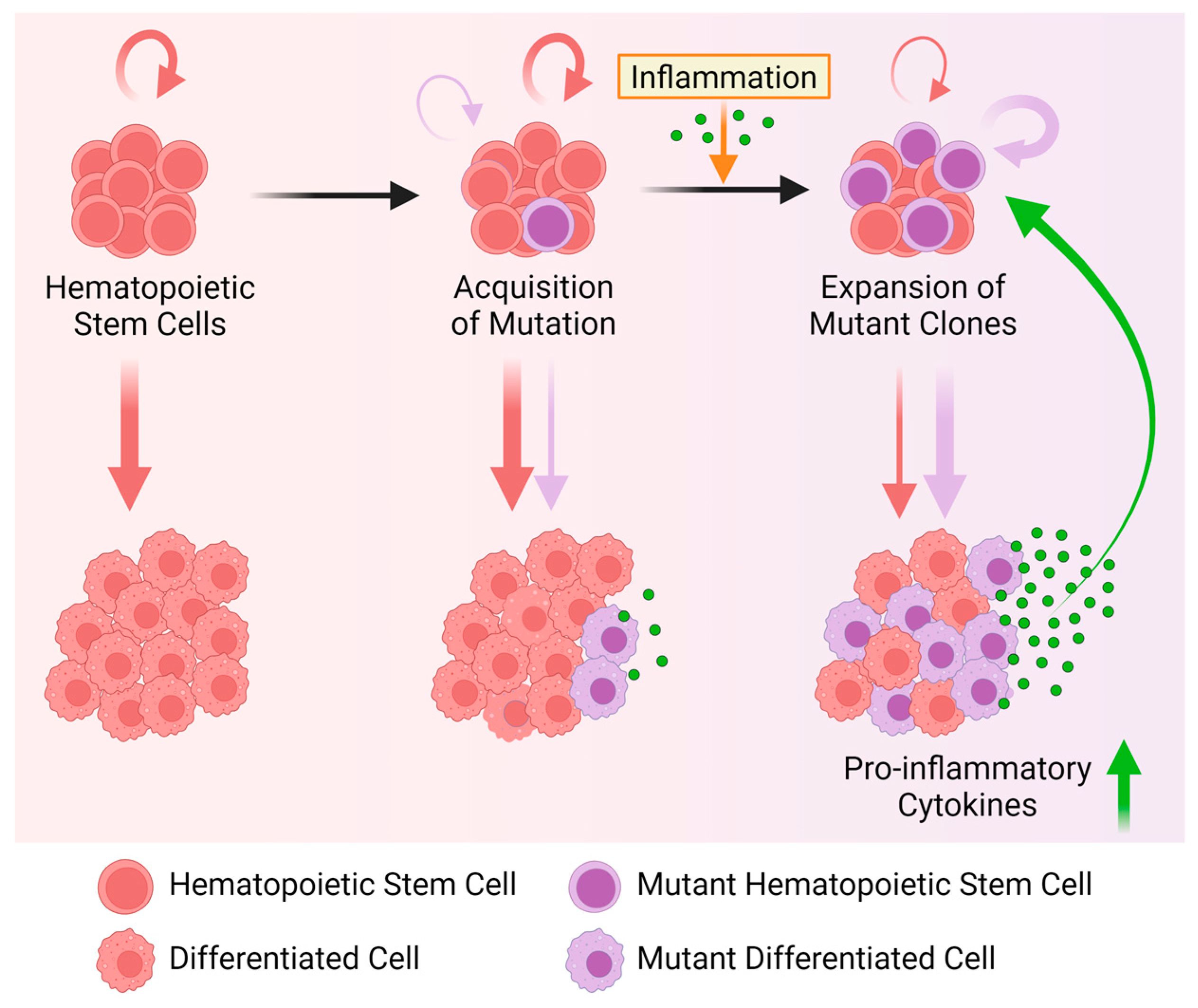 Cancers 16 02634 g004