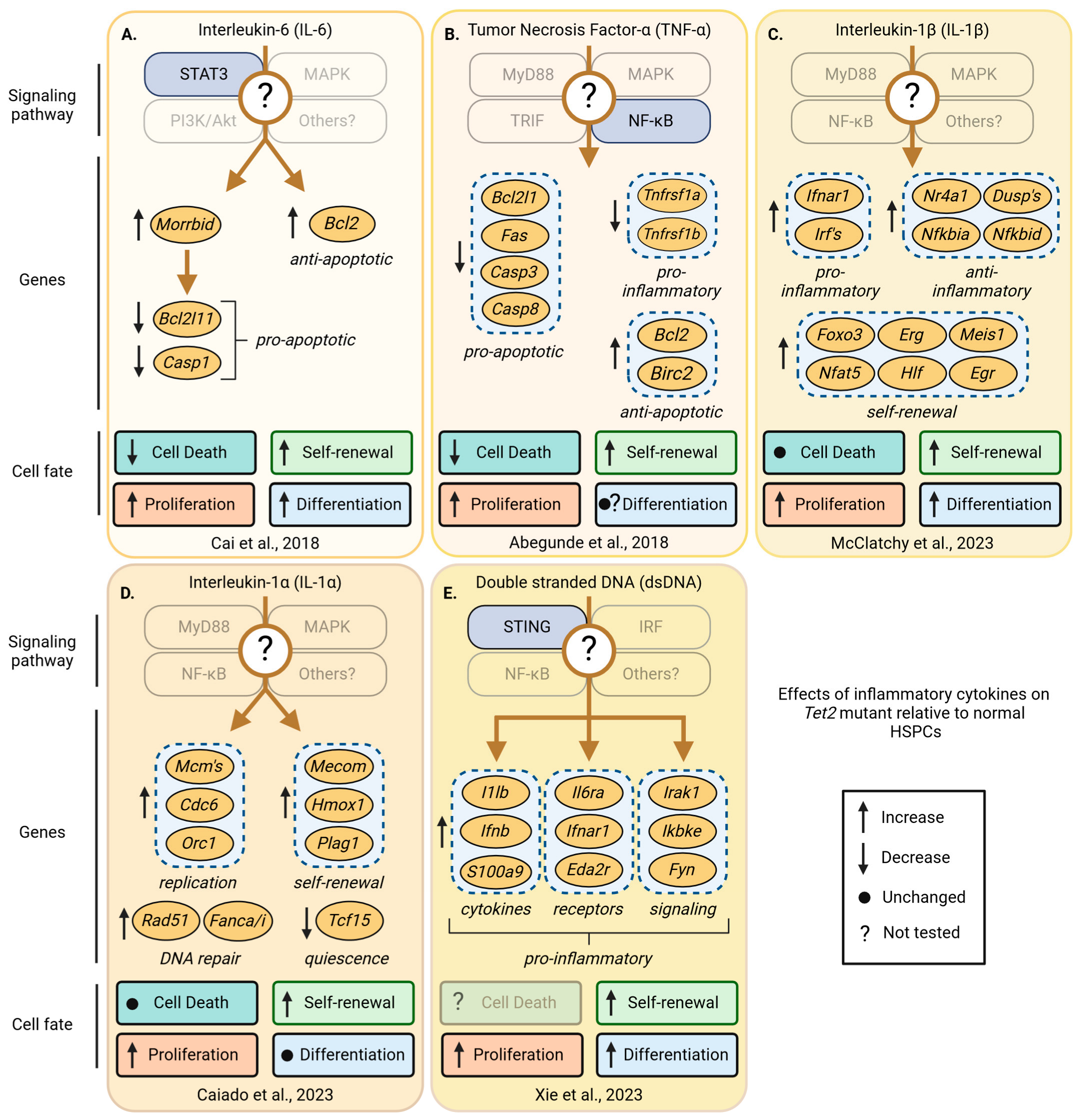 Cancers 16 02634 g007