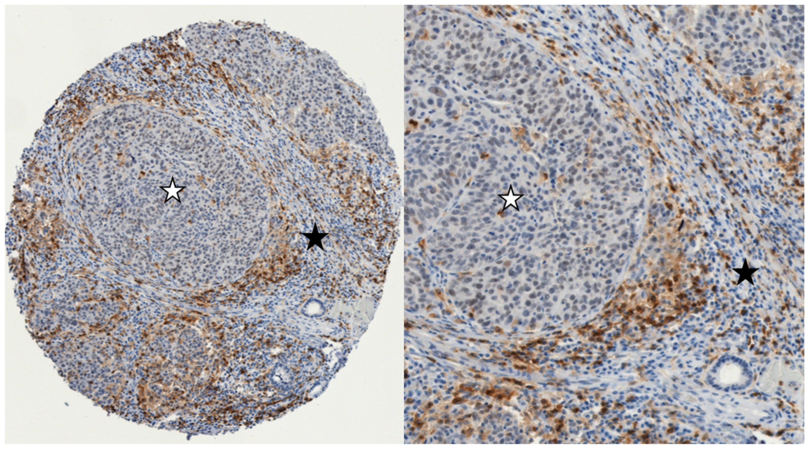 Cancers 16 02645 g001