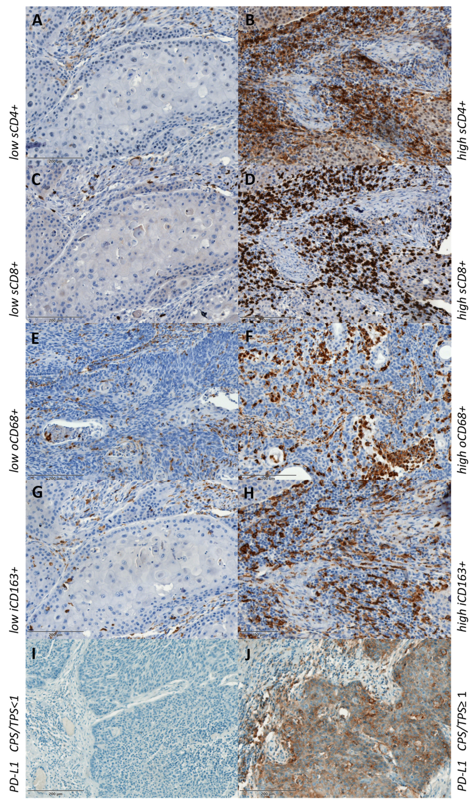 Cancers 16 02645 g002