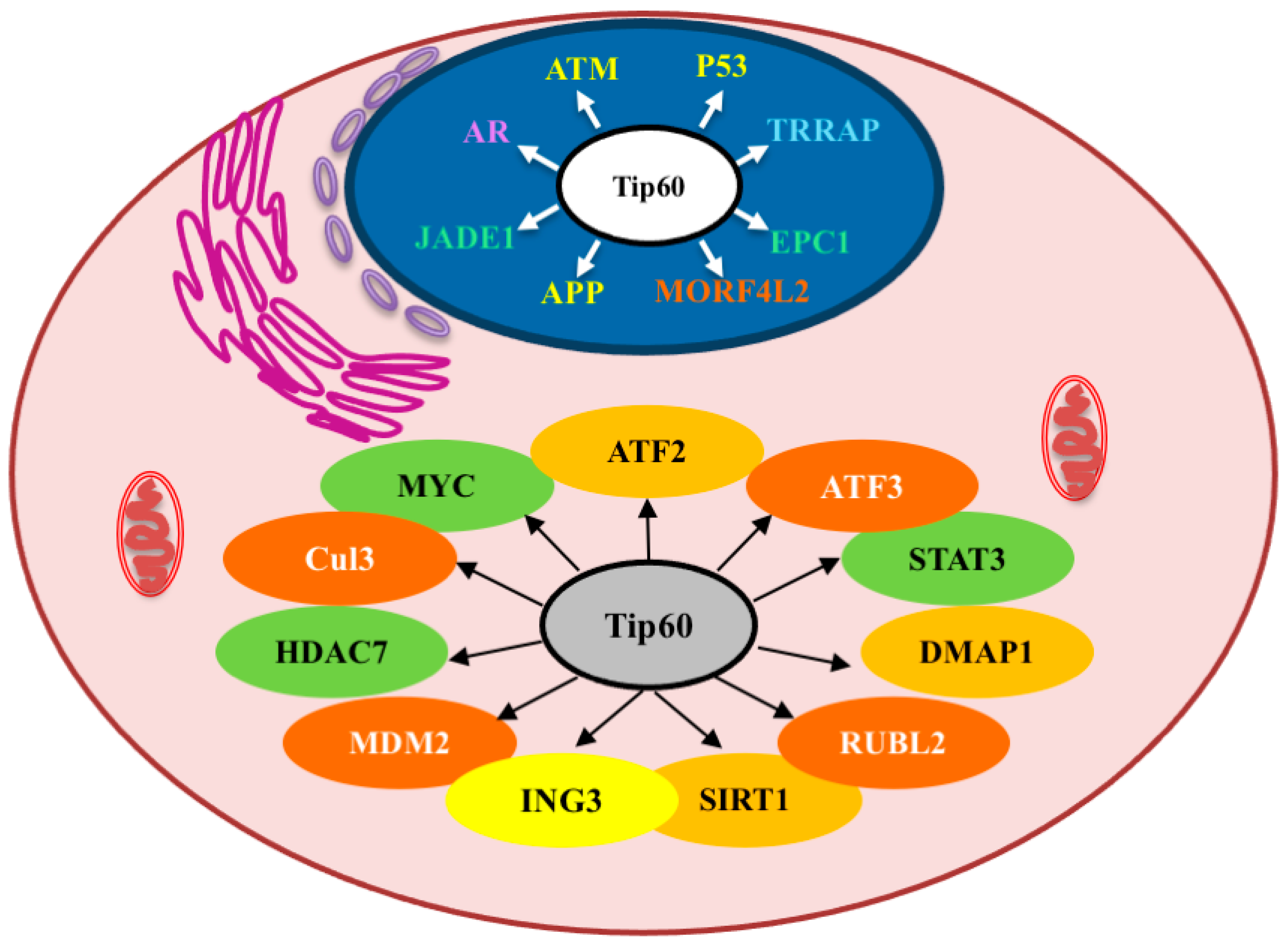 Cancers 16 02677 g003