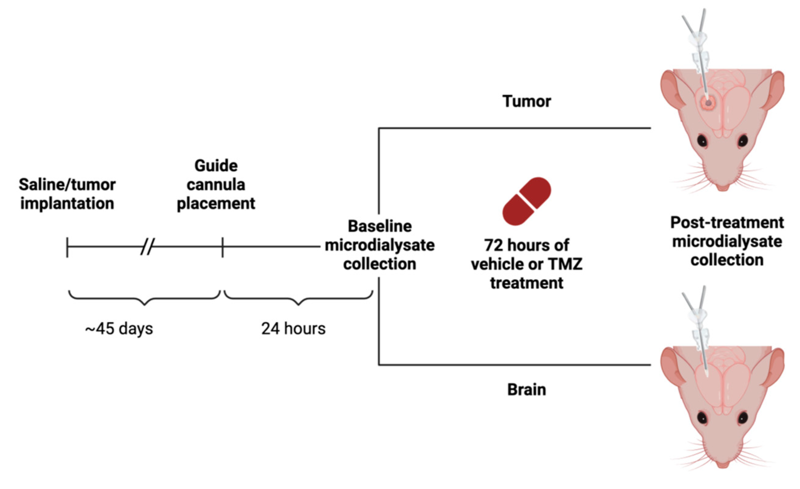 Cancers 16 02705 g001