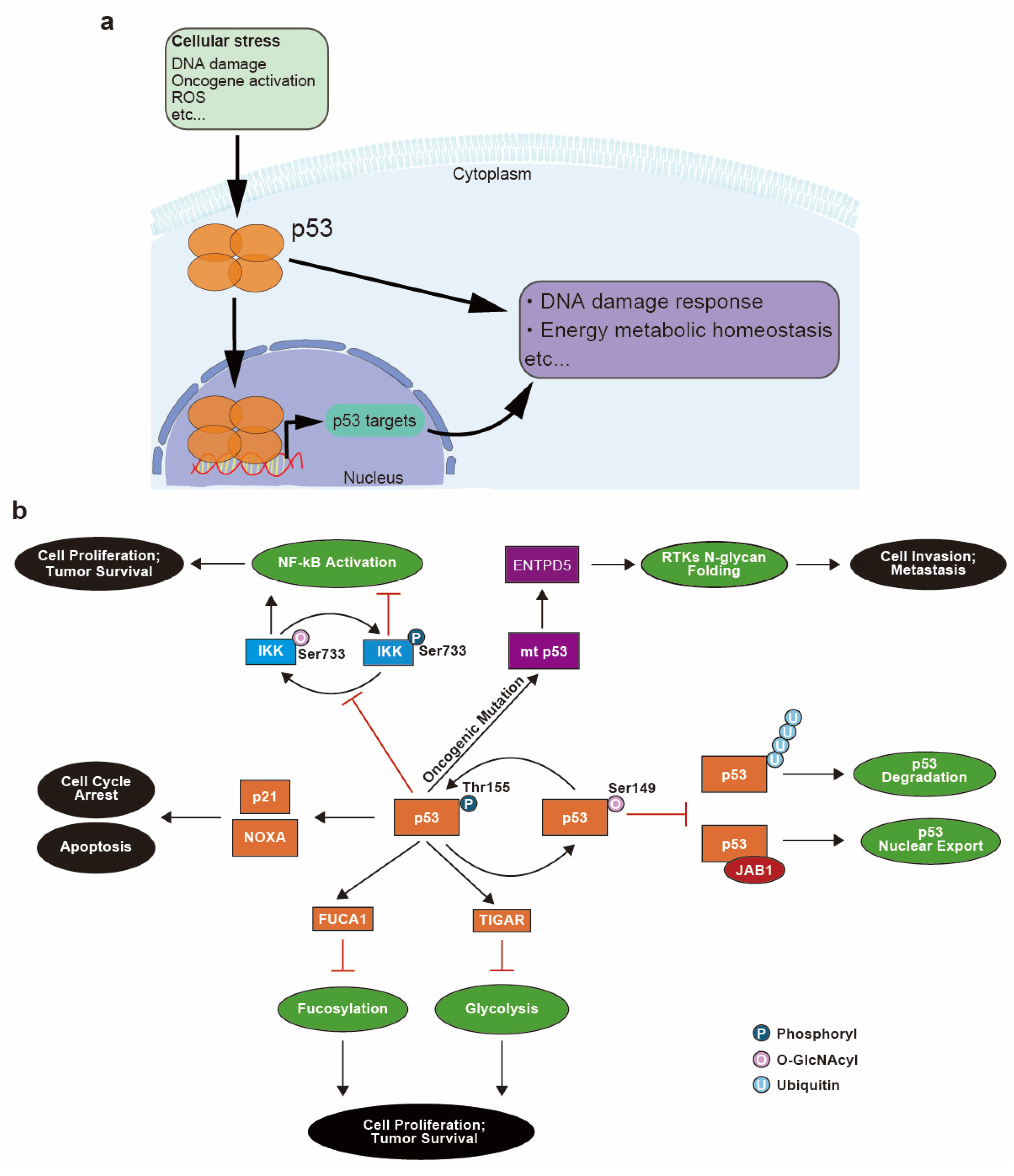 Cancers 16 02753 g004 Cancers 16 02753 g004