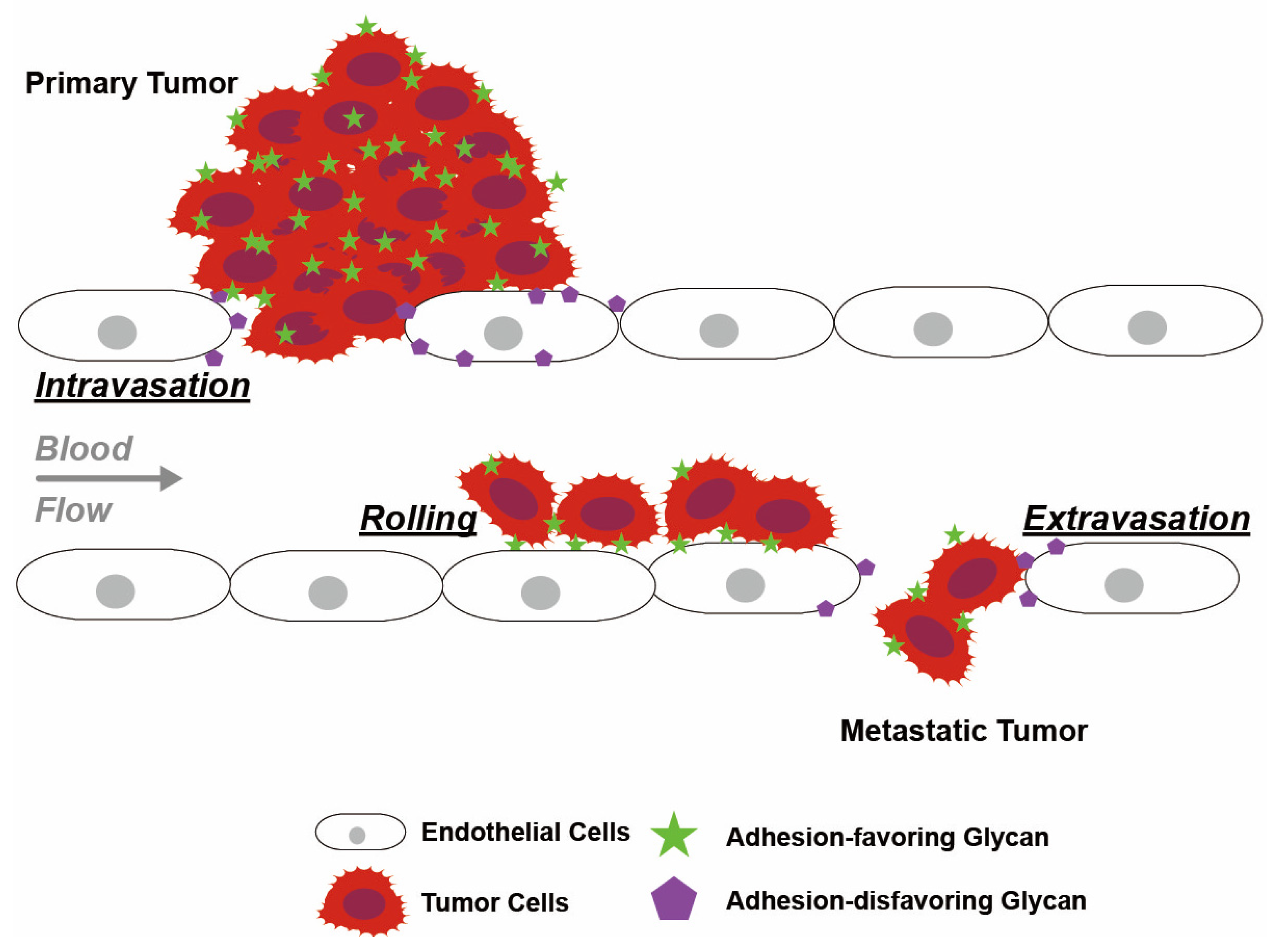 Cancers 16 02753 g005 Cancers 16 02753 g005