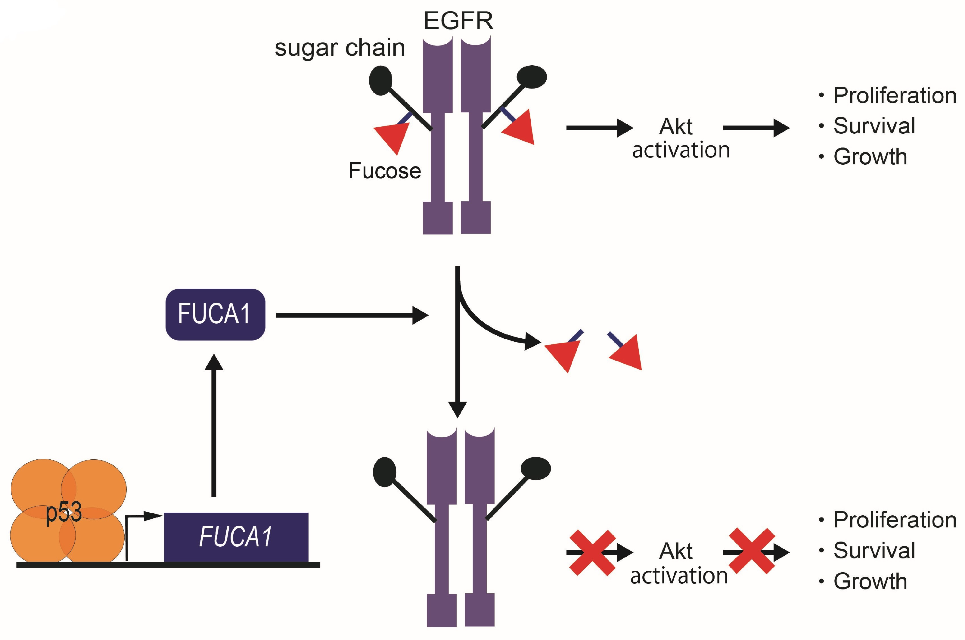 Cancers 16 02753 g006 Cancers 16 02753 g006