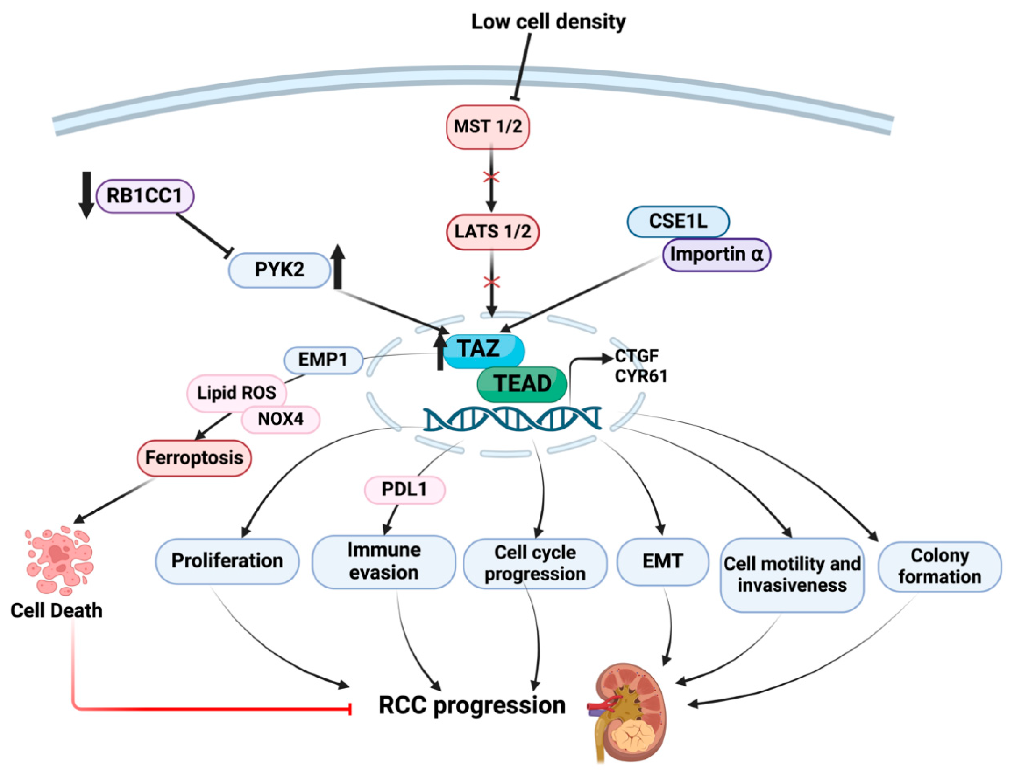 Cancers 16 02758 g003