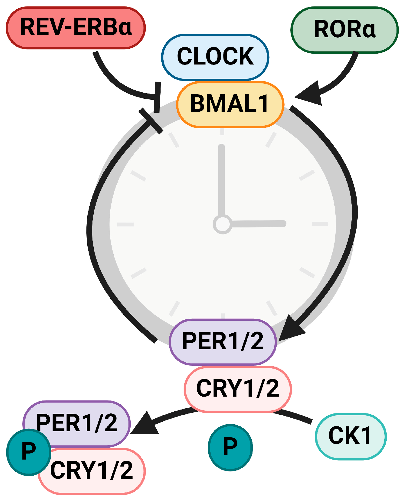 Cancers 16 02925 g001