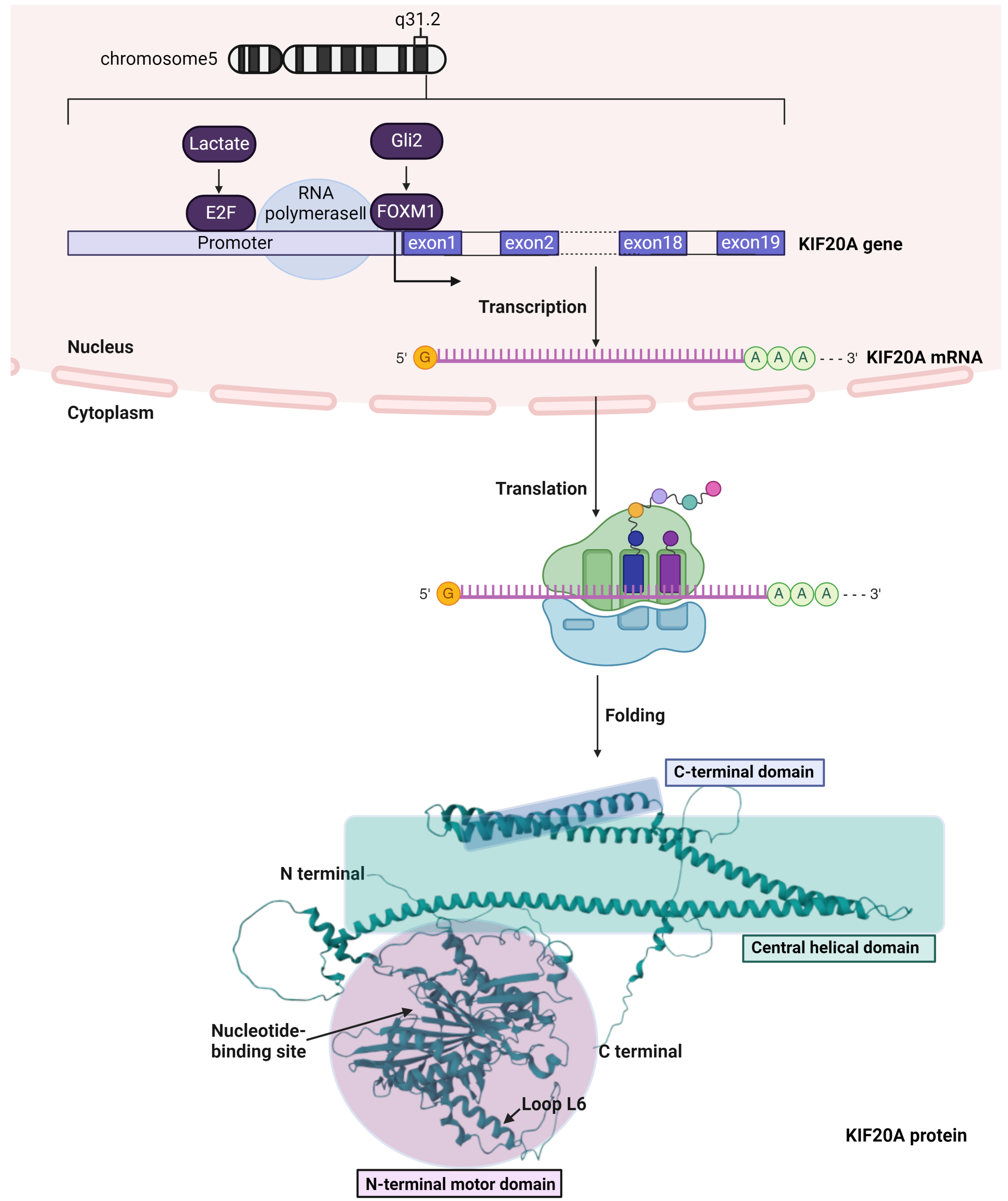 Cancers 16 02958 g001