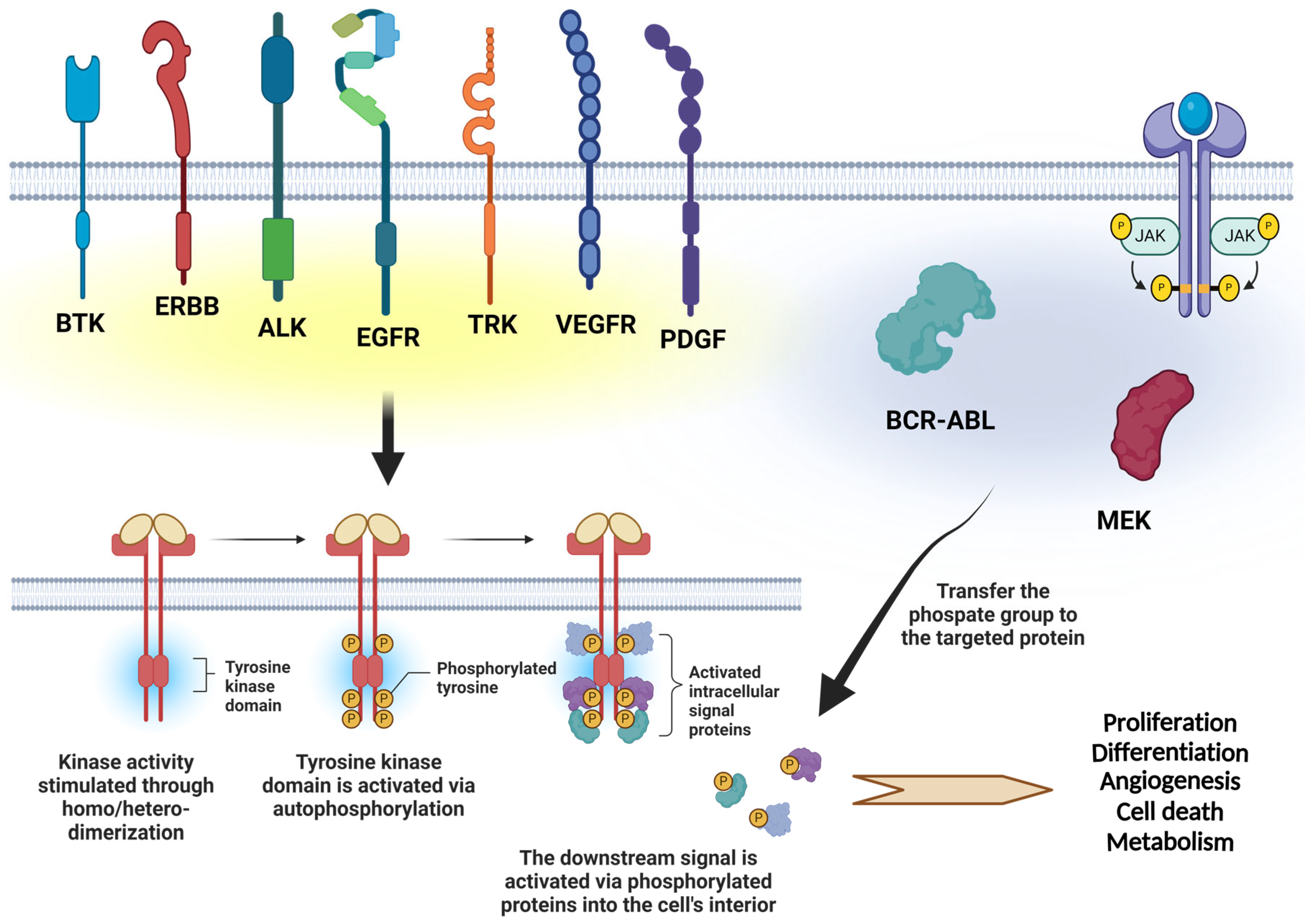 Cancers 16 02989 g001