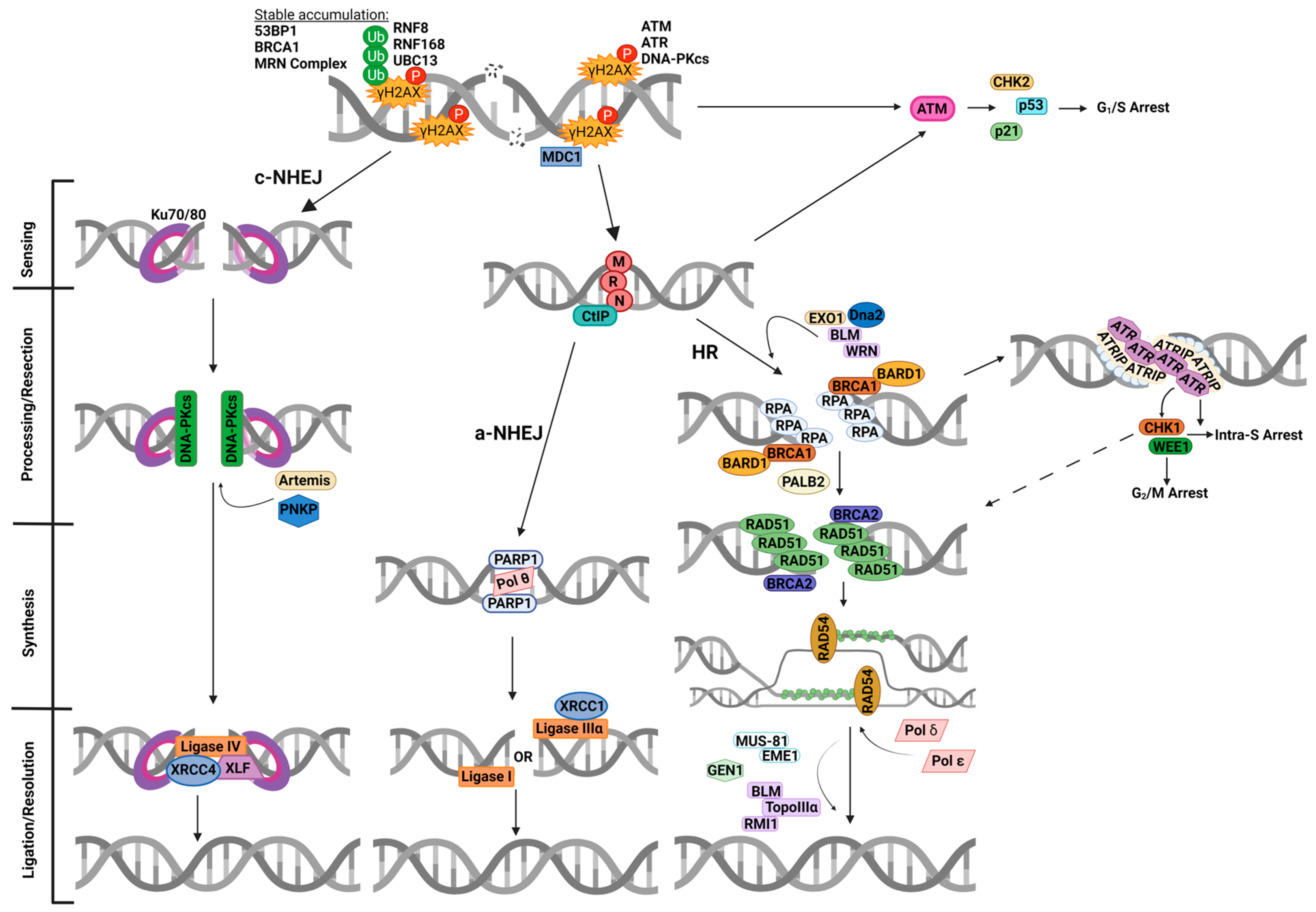 Cancers 16 03016 g001 Cancers 16 03016 g001