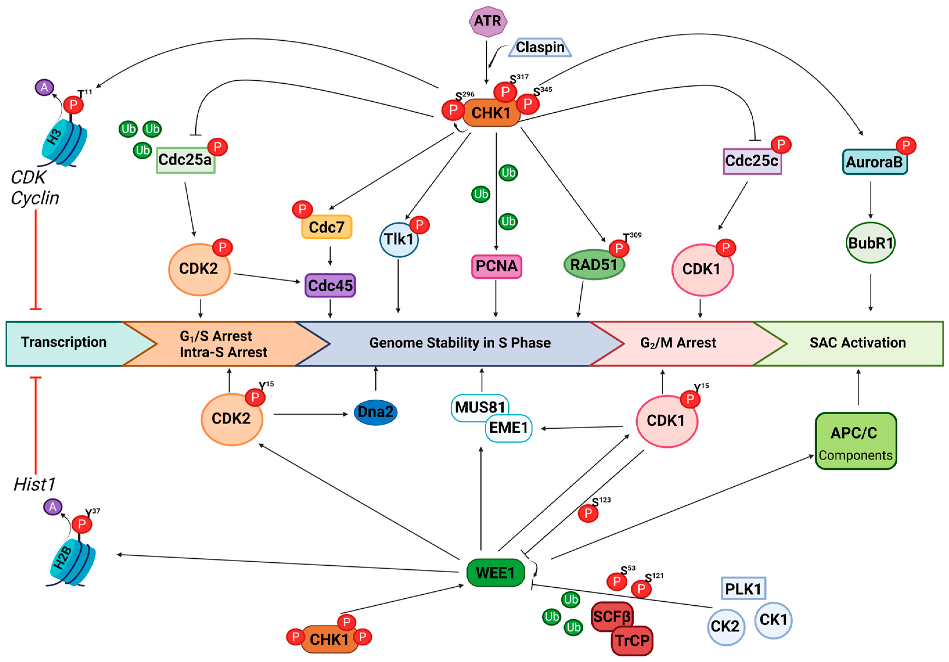 Cancers 16 03016 g002 Cancers 16 03016 g002