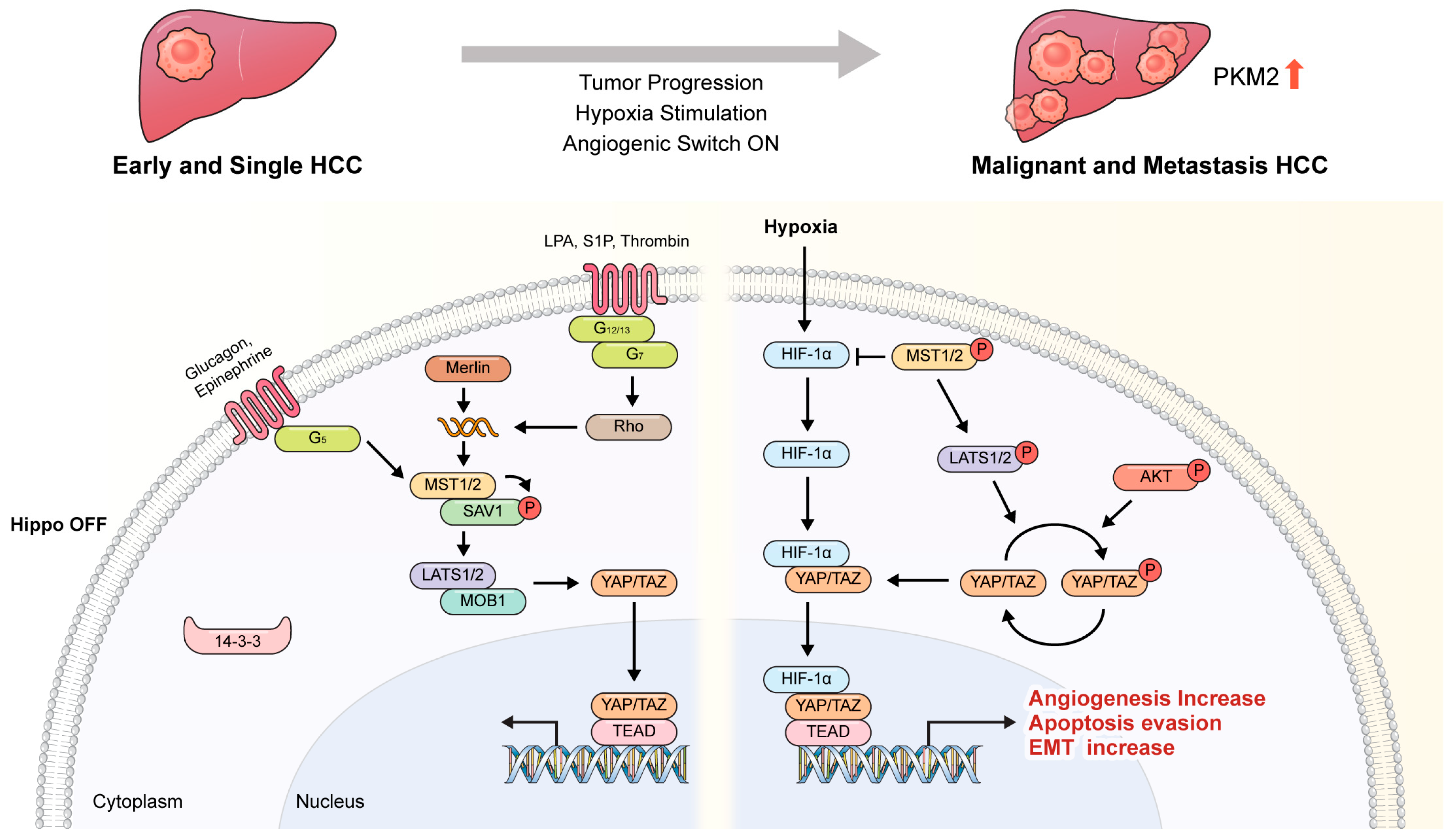 Cancers 16 03030 g001 Cancers 16 03030 g001