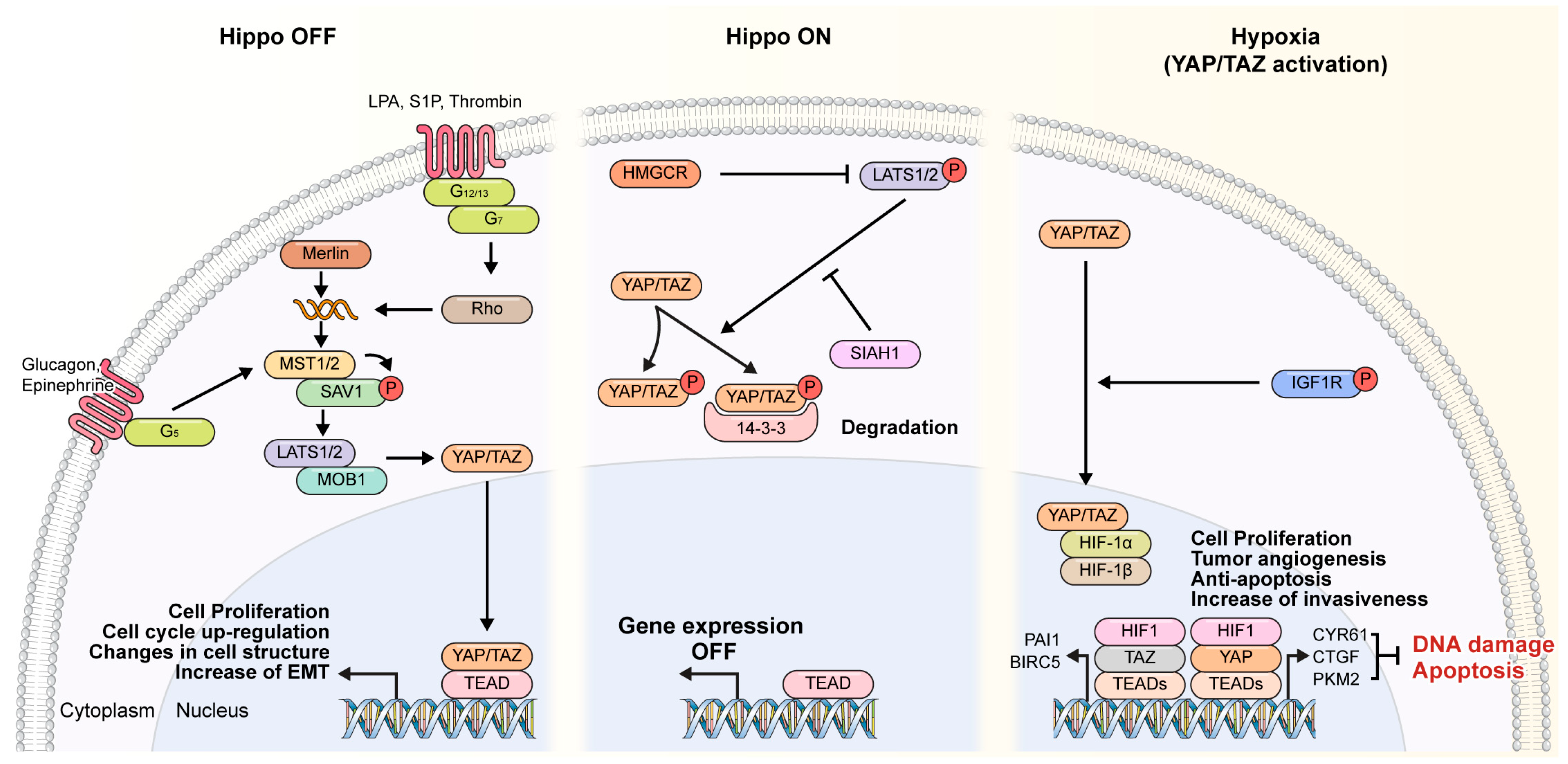 Cancers 16 03030 g003 Cancers 16 03030 g003