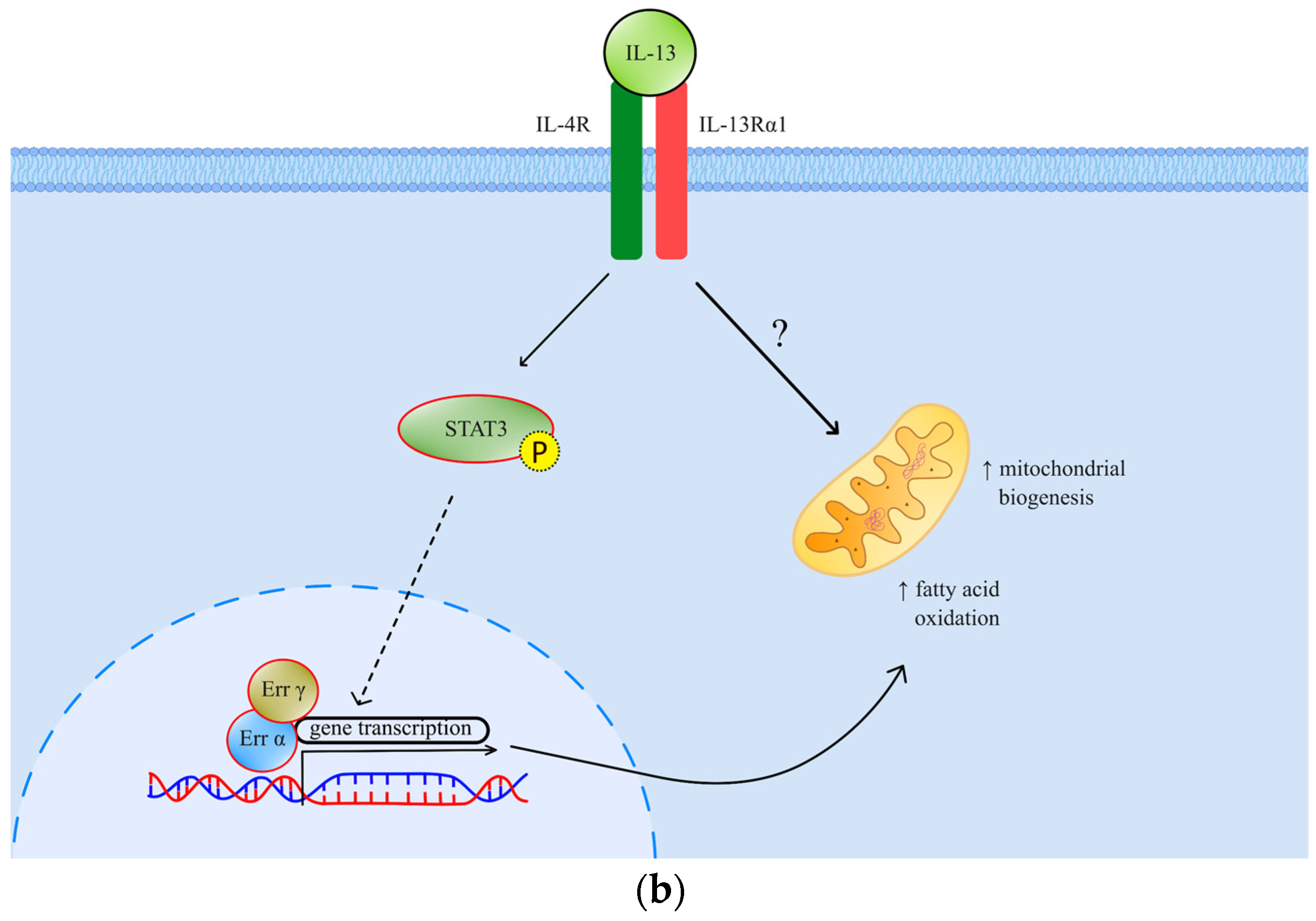 Cancers 16 03035 g001b