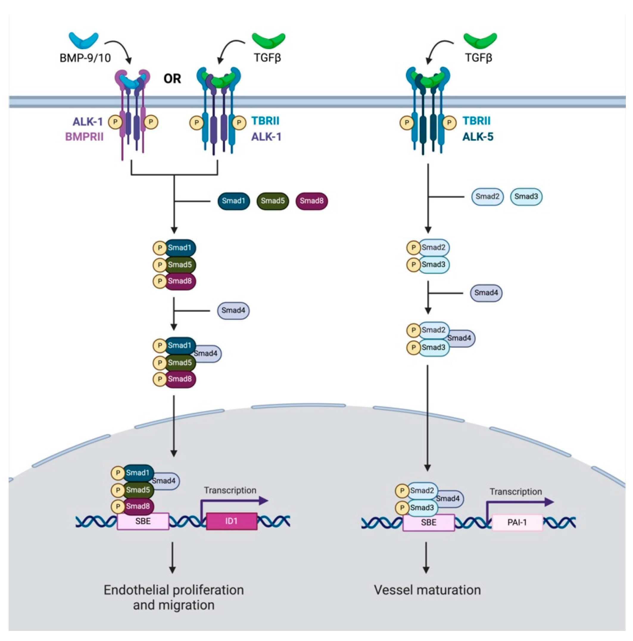 Cancers 16 03047 g003
