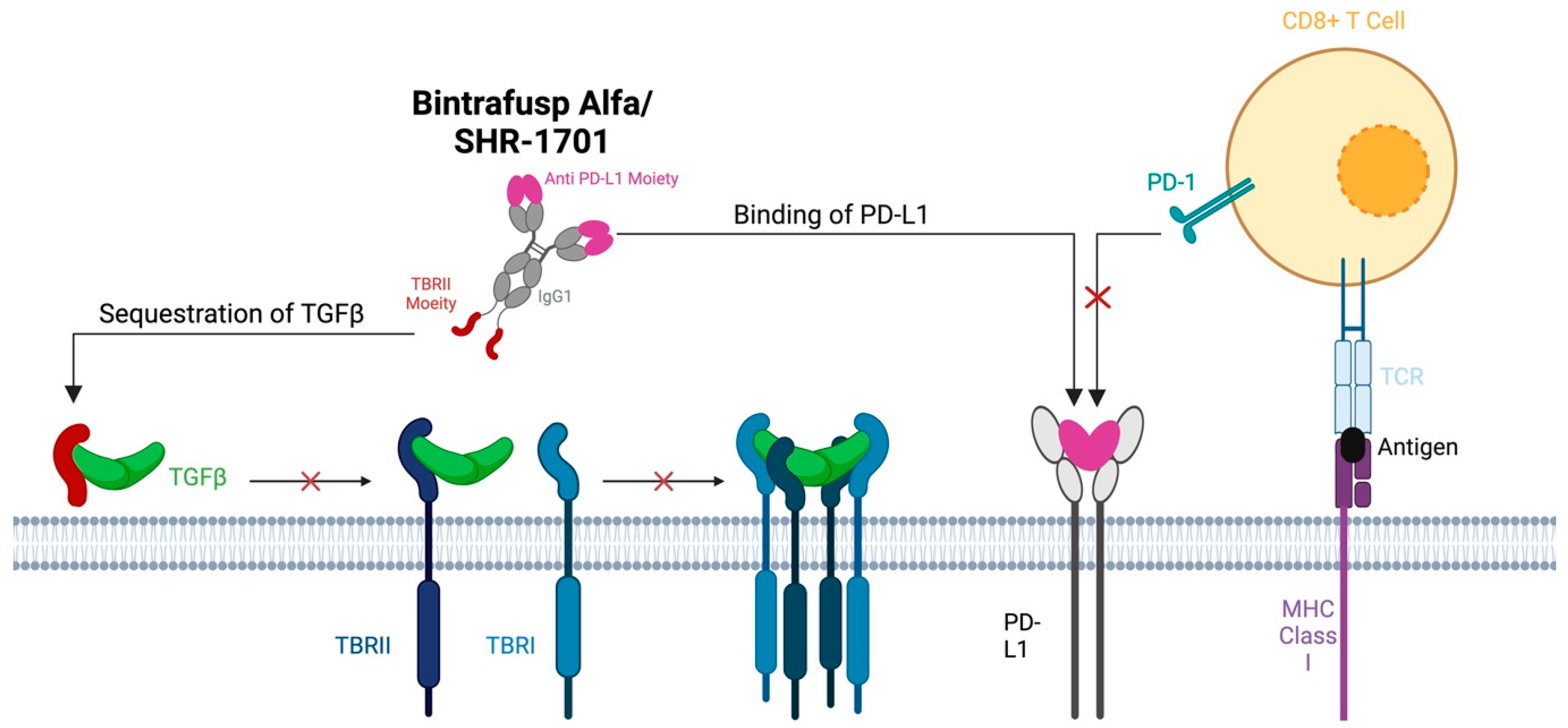 Cancers 16 03047 g004