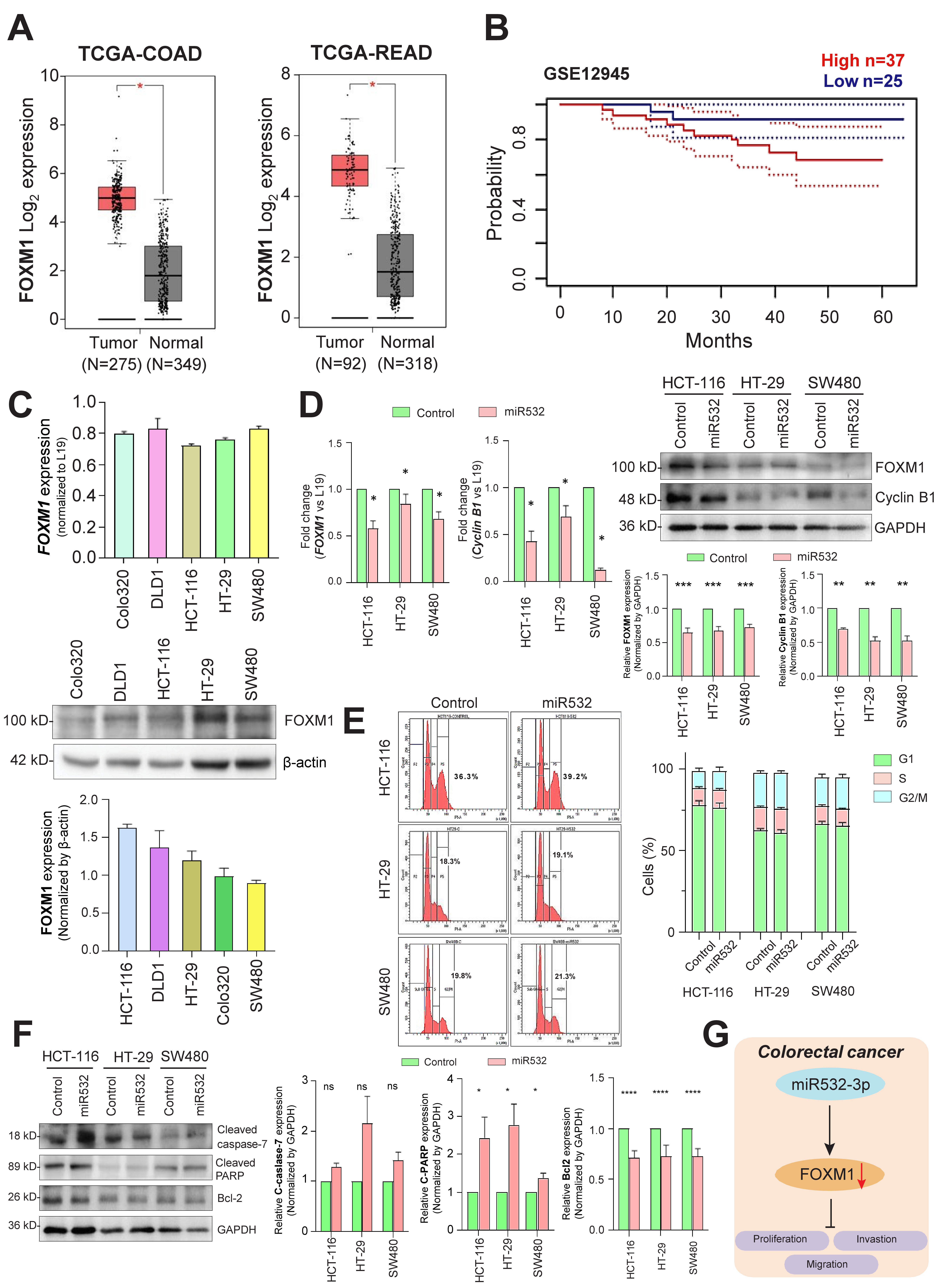 Cancers 16 03061 g004
