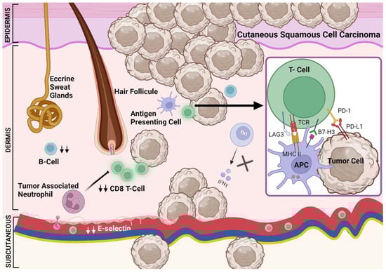 Cancers 16 03083 g002