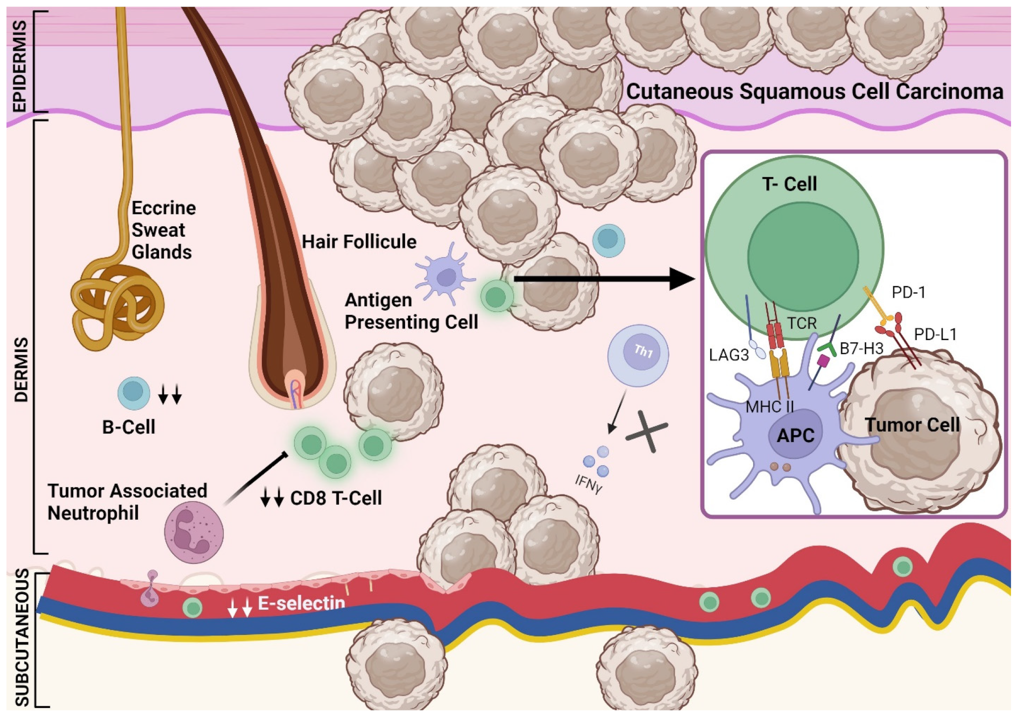 Cancers 16 03083 g002