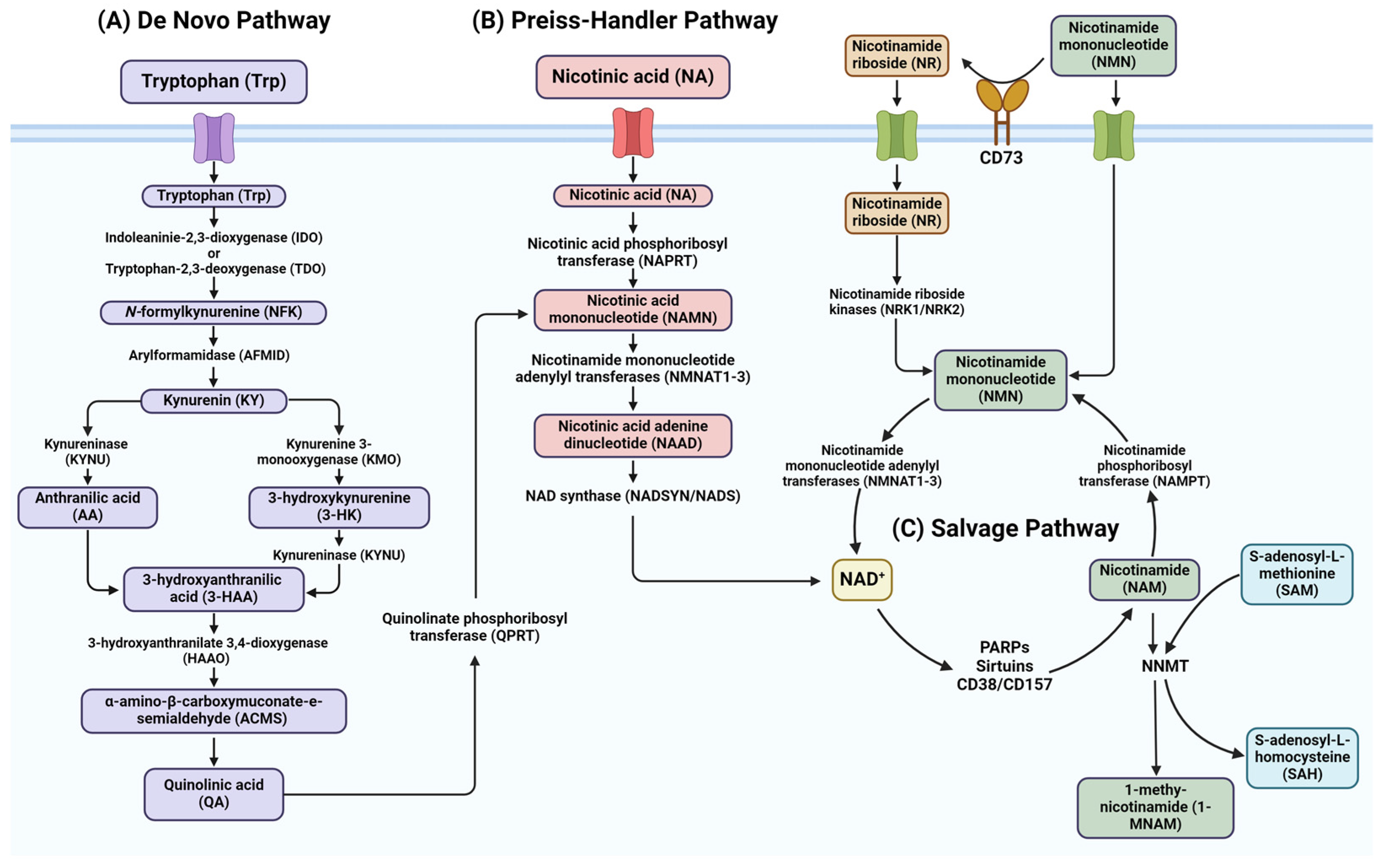 Cancers 16 03085 g001