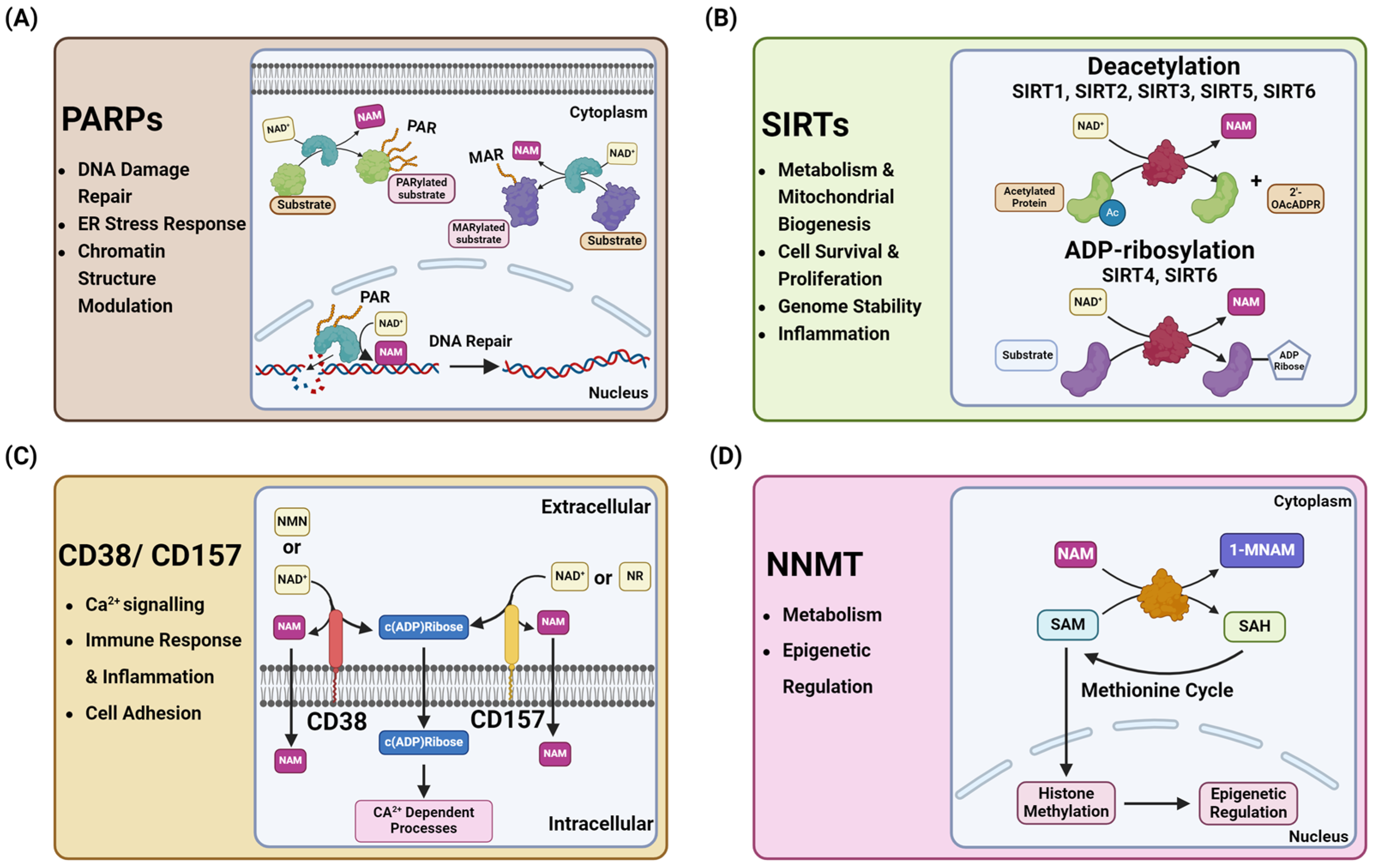 Cancers 16 03085 g002