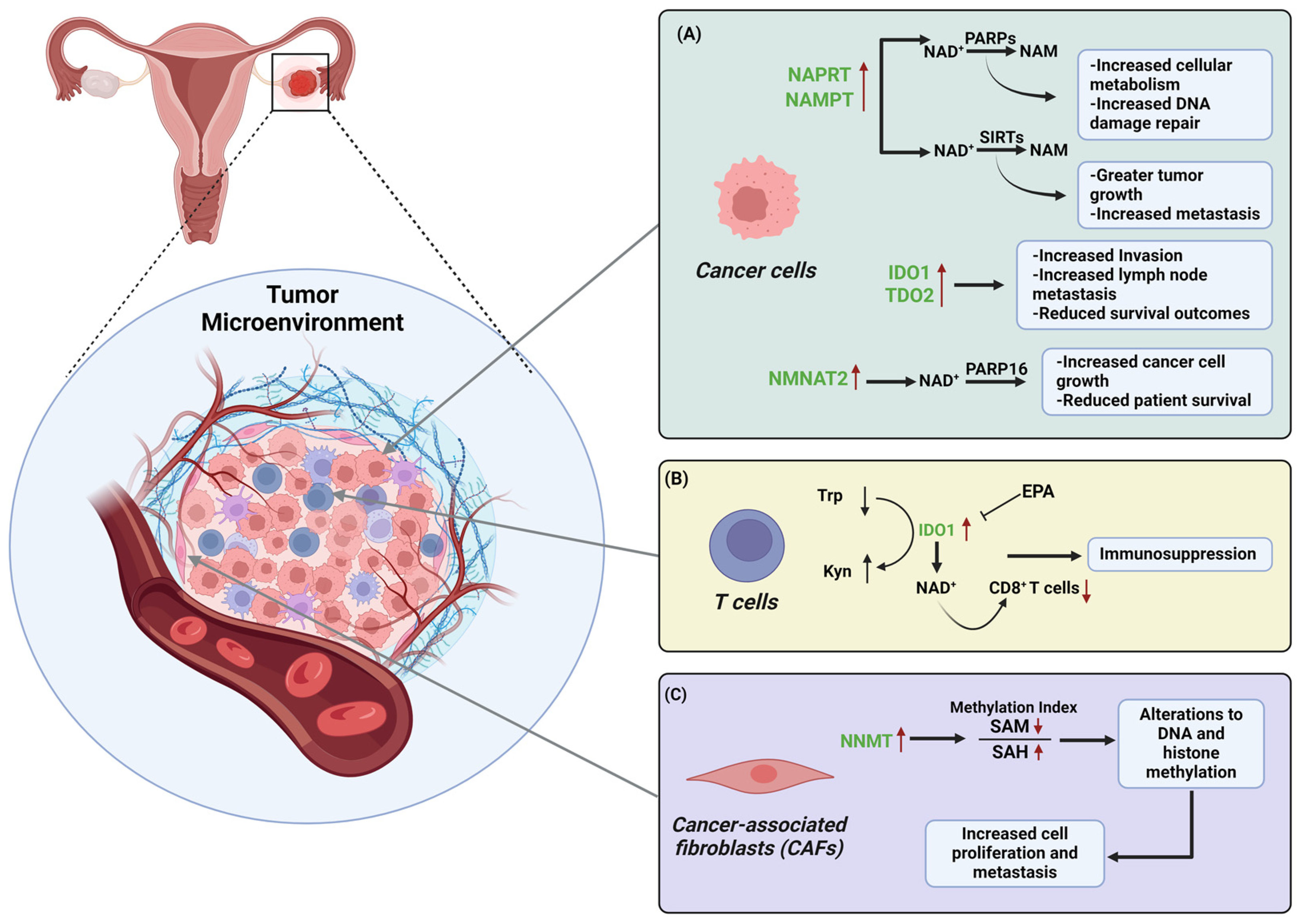Cancers 16 03085 g003