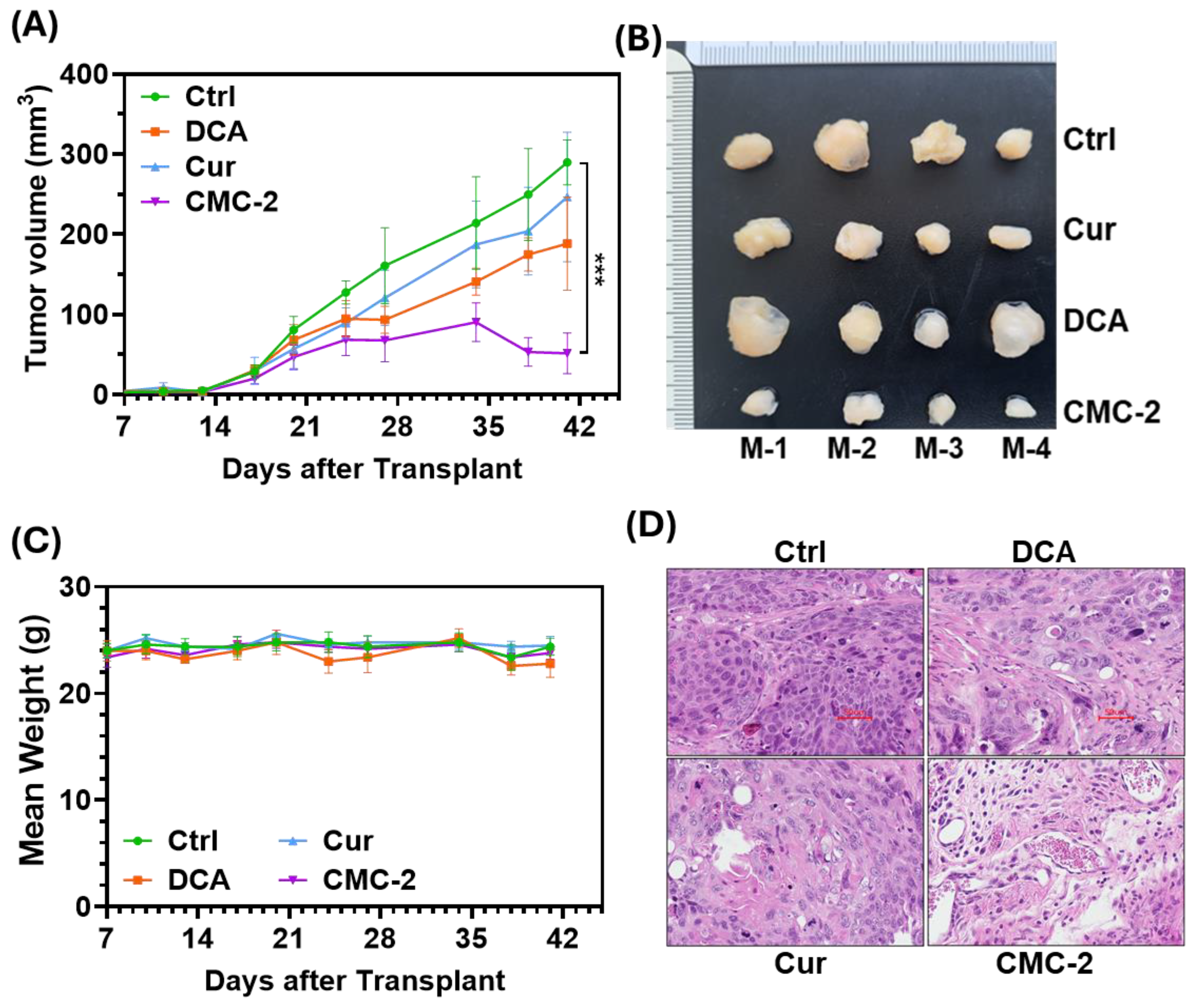 Cancers 16 03108 g011