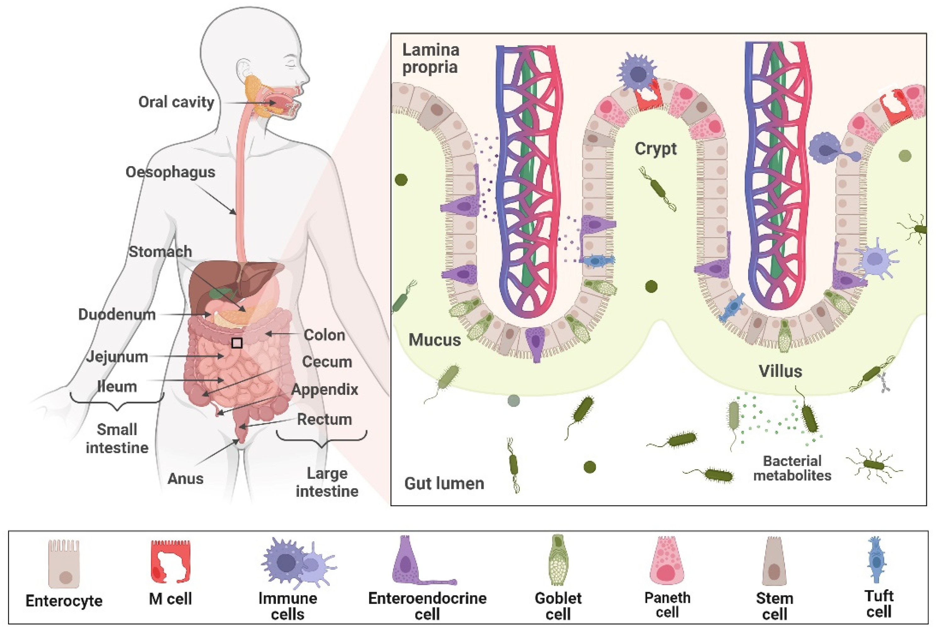 Cancers 16 03113 g001