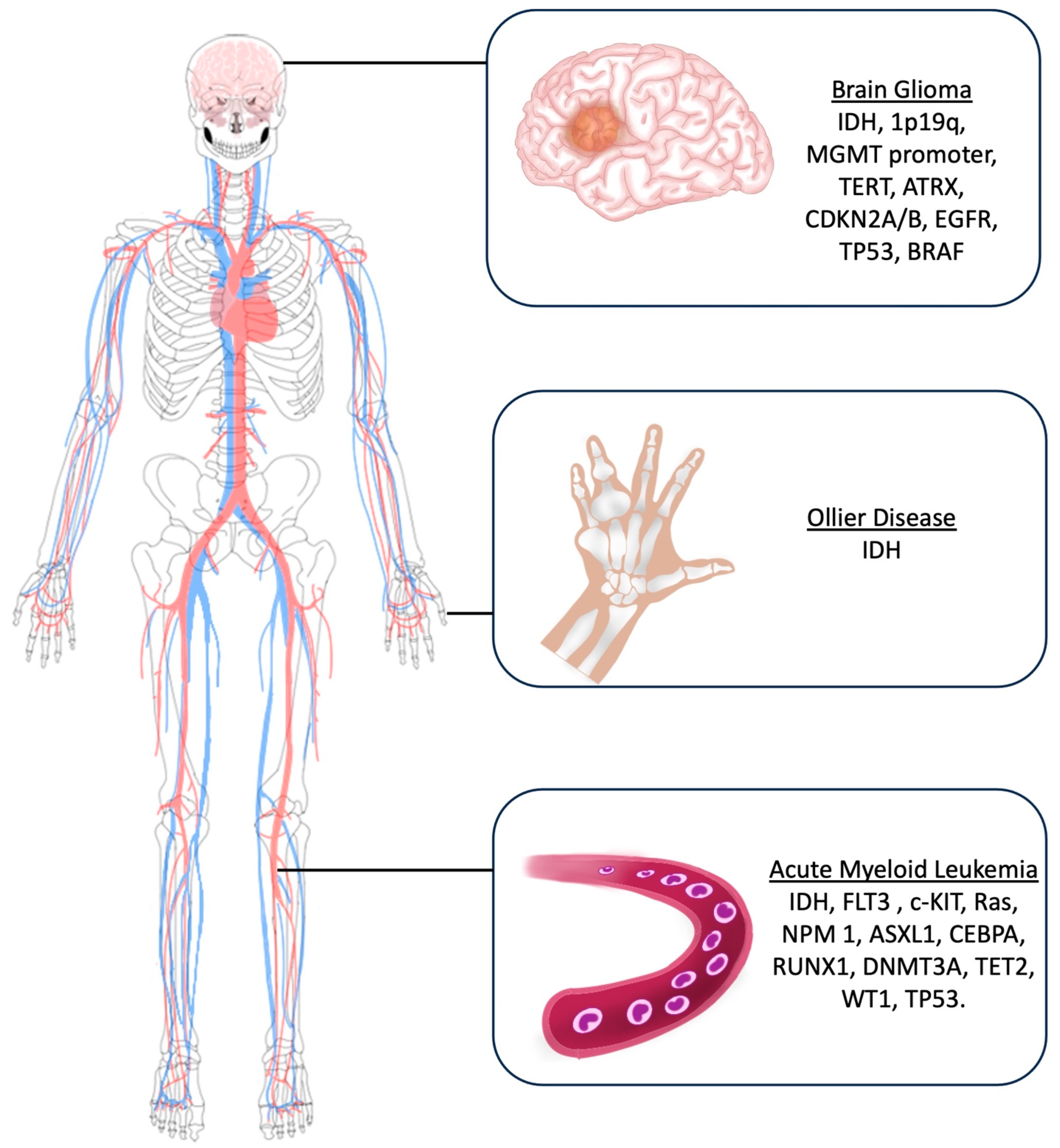 Cancers 16 03125 g003