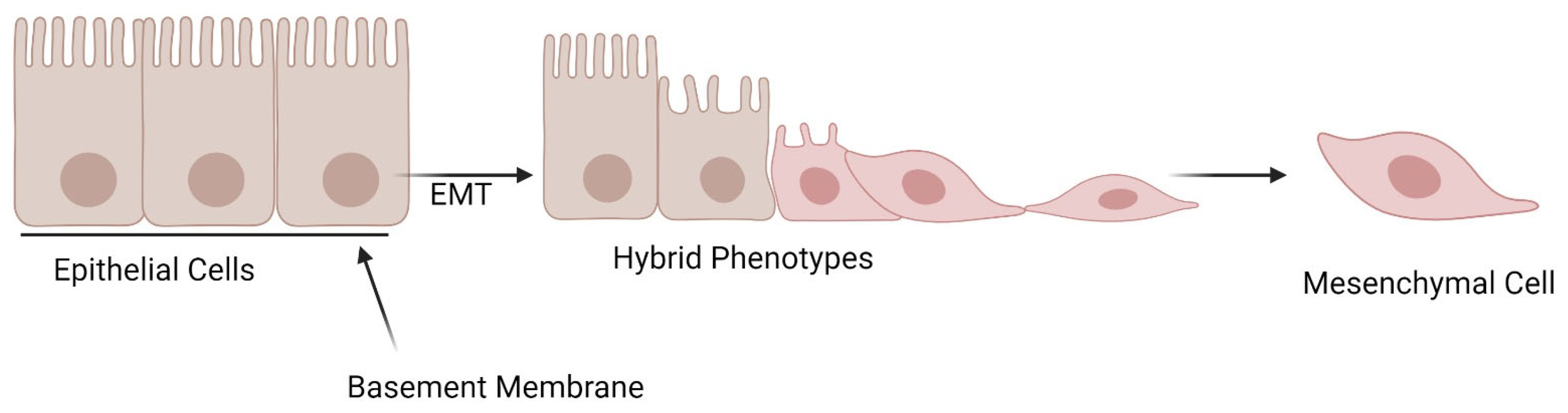 Cancers 16 03180 g002