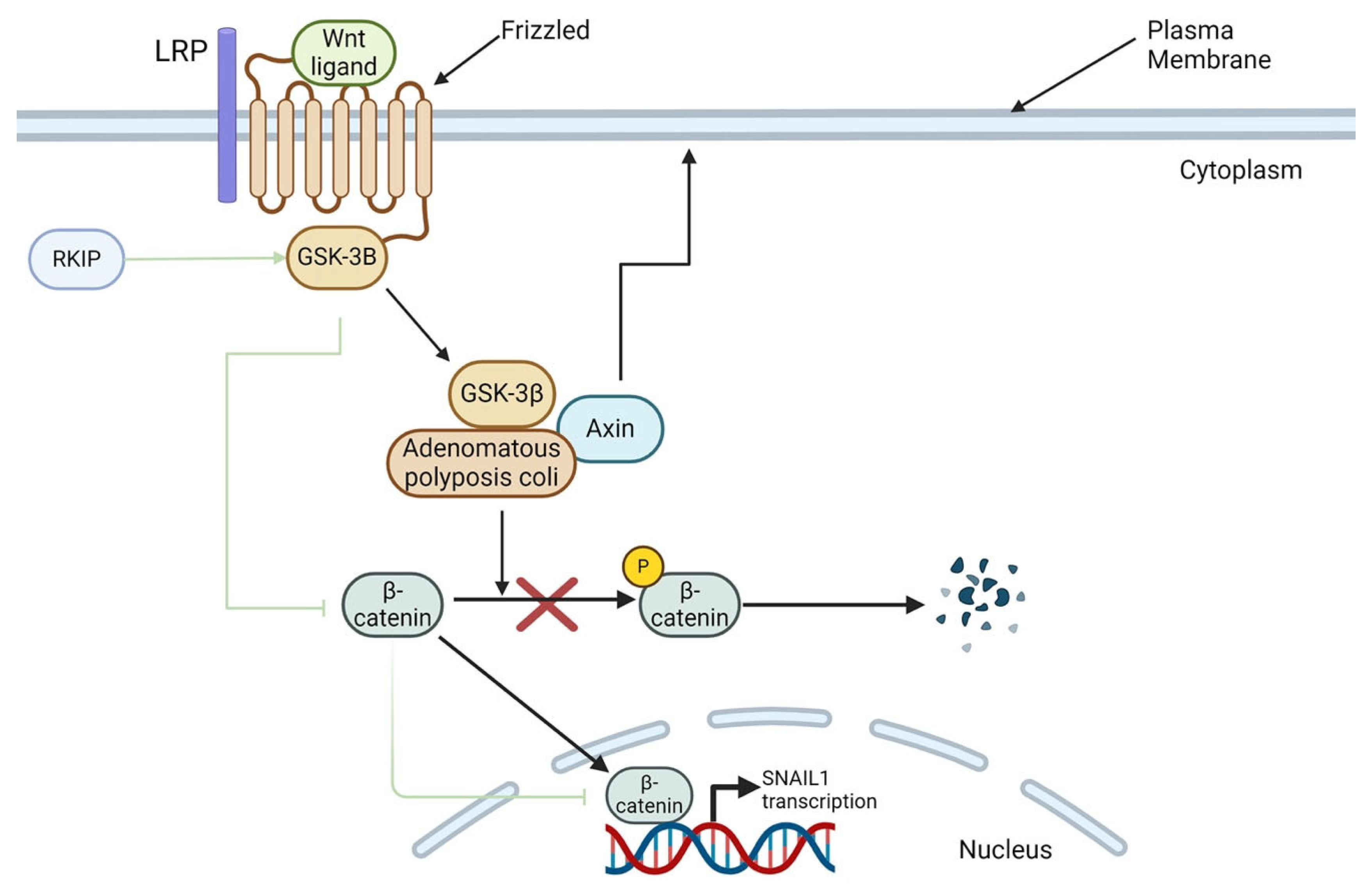 Cancers 16 03180 g005