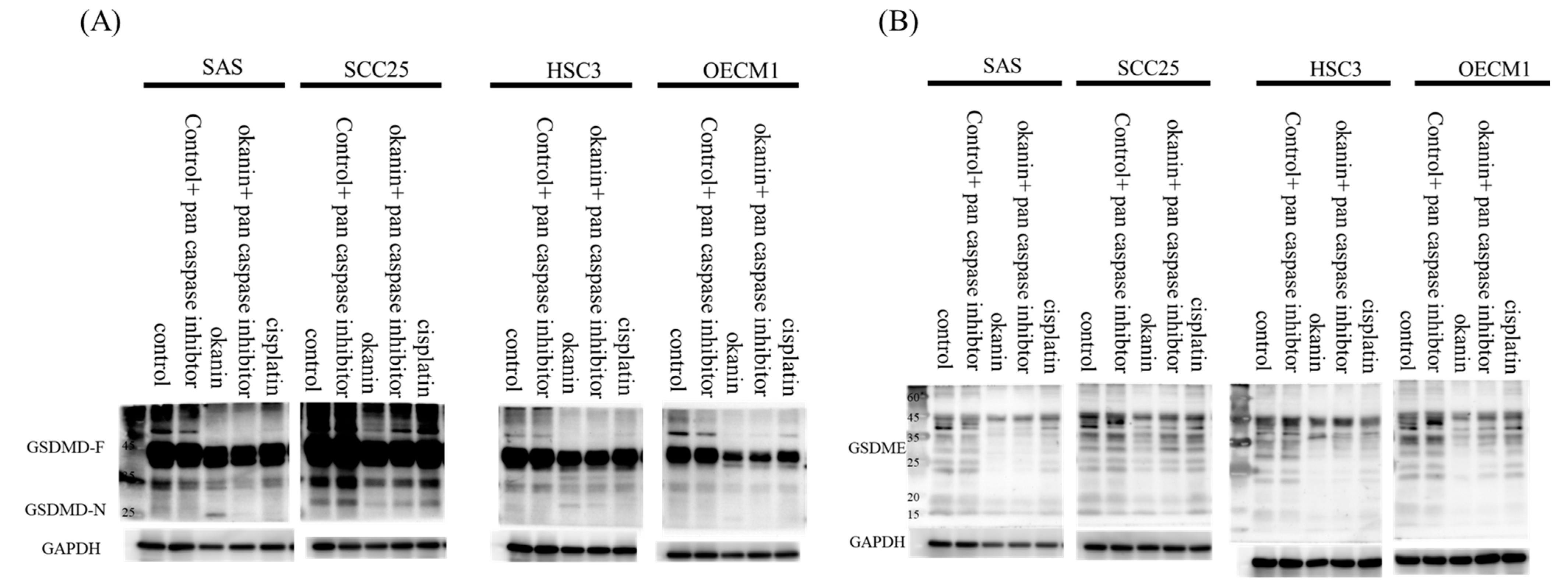 Cancers 16 03195 g004