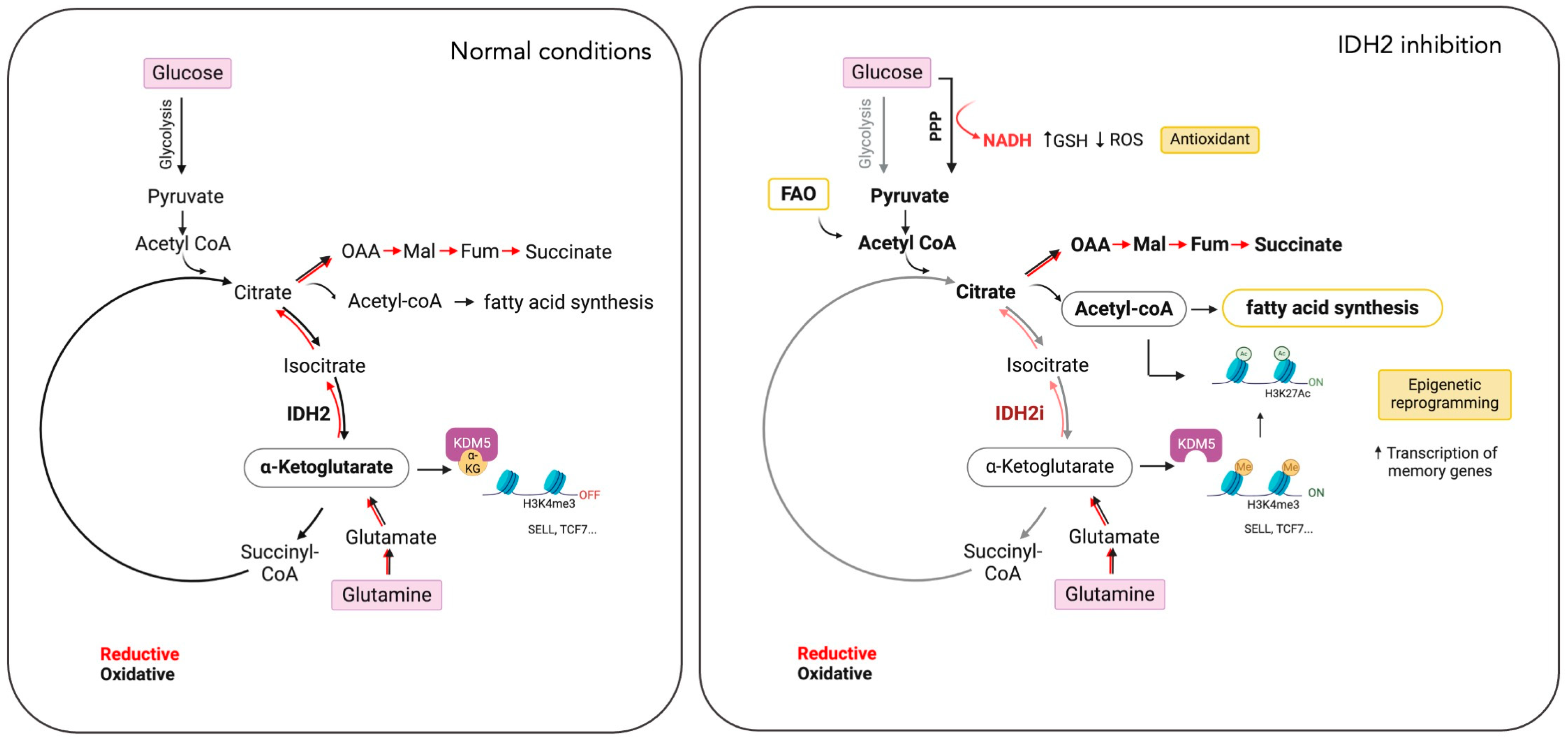 Cancers 16 03280 g003